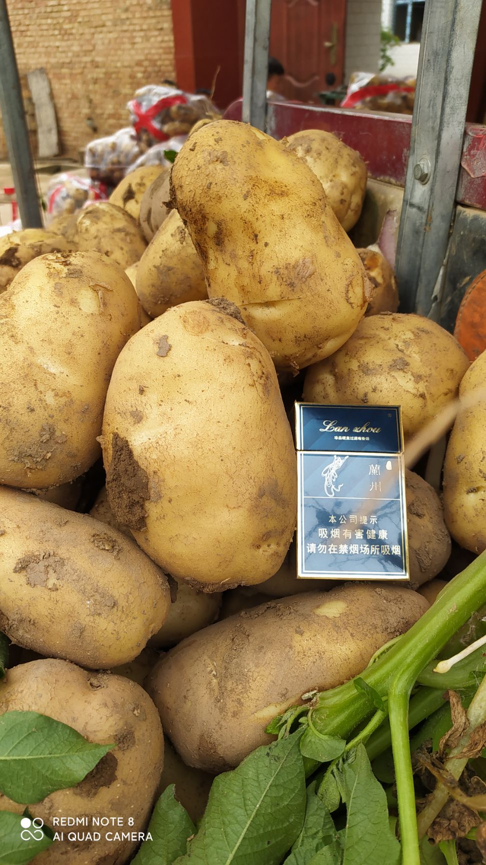 冀张薯 甘肃定西临洮露天土豆 马铃薯