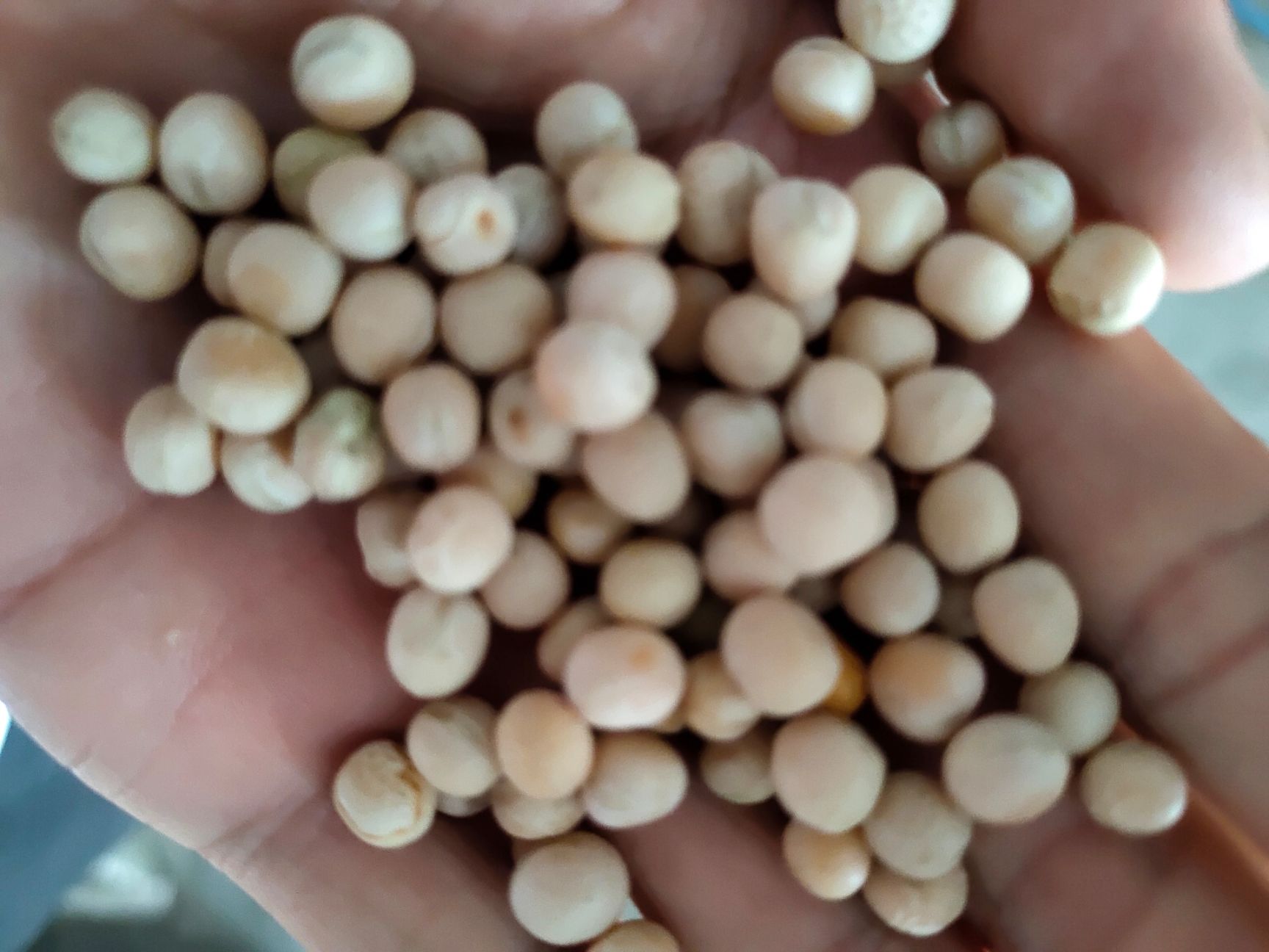 豌豆 干豌豆 食品豌豆 白豌豆 鸽粮 质量好 价格美