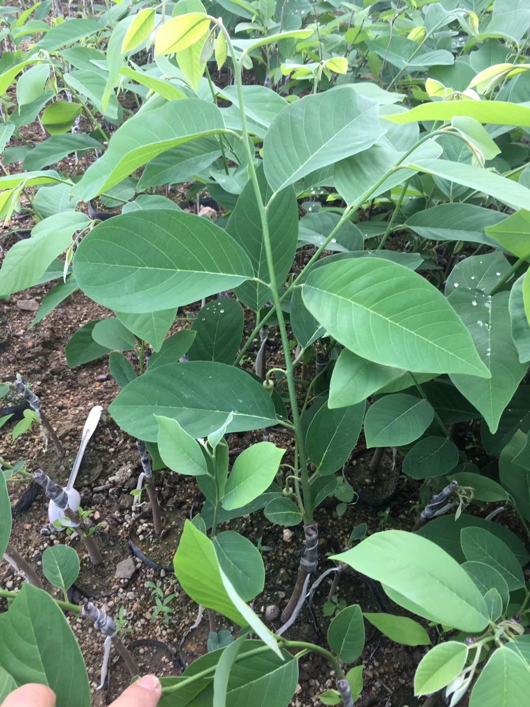 释迦果苗 凤梨释迦