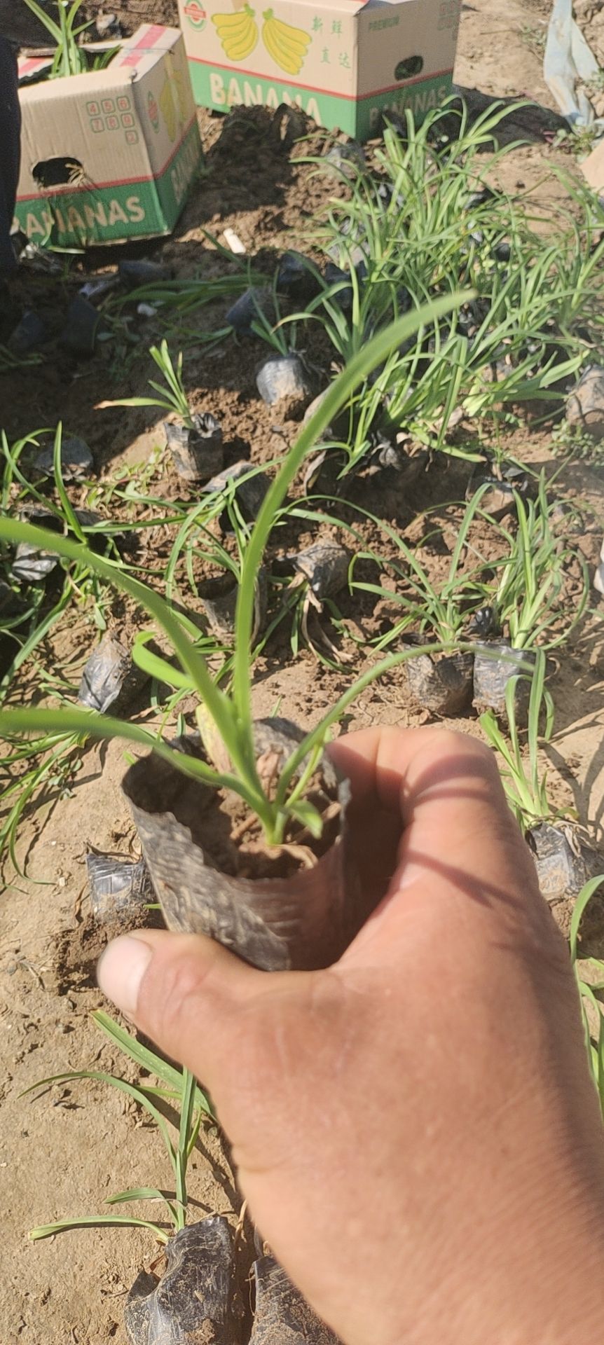 大花萱草  各种高度都有，需要的联系