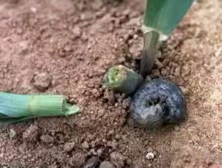 农药杀虫剂40%辛硫磷500毫升*20瓶，果树蚜虫食心虫批发