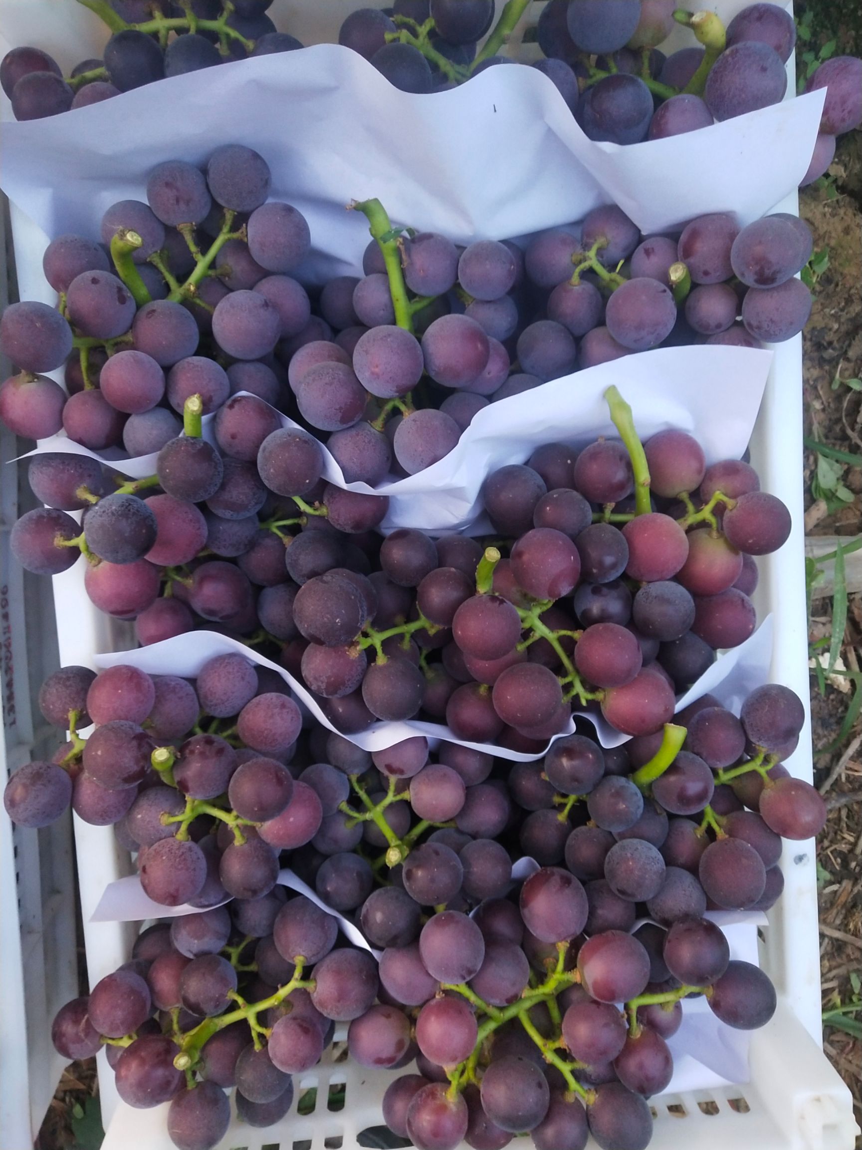 乒乓球葡萄  藤稔葡萄