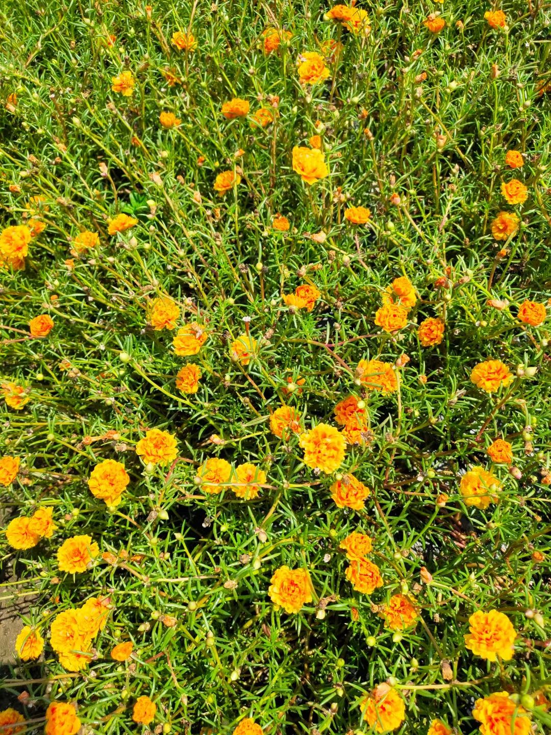 太阳花锦 种植基地直发接批发零售，常年供应，25个混色太阳花