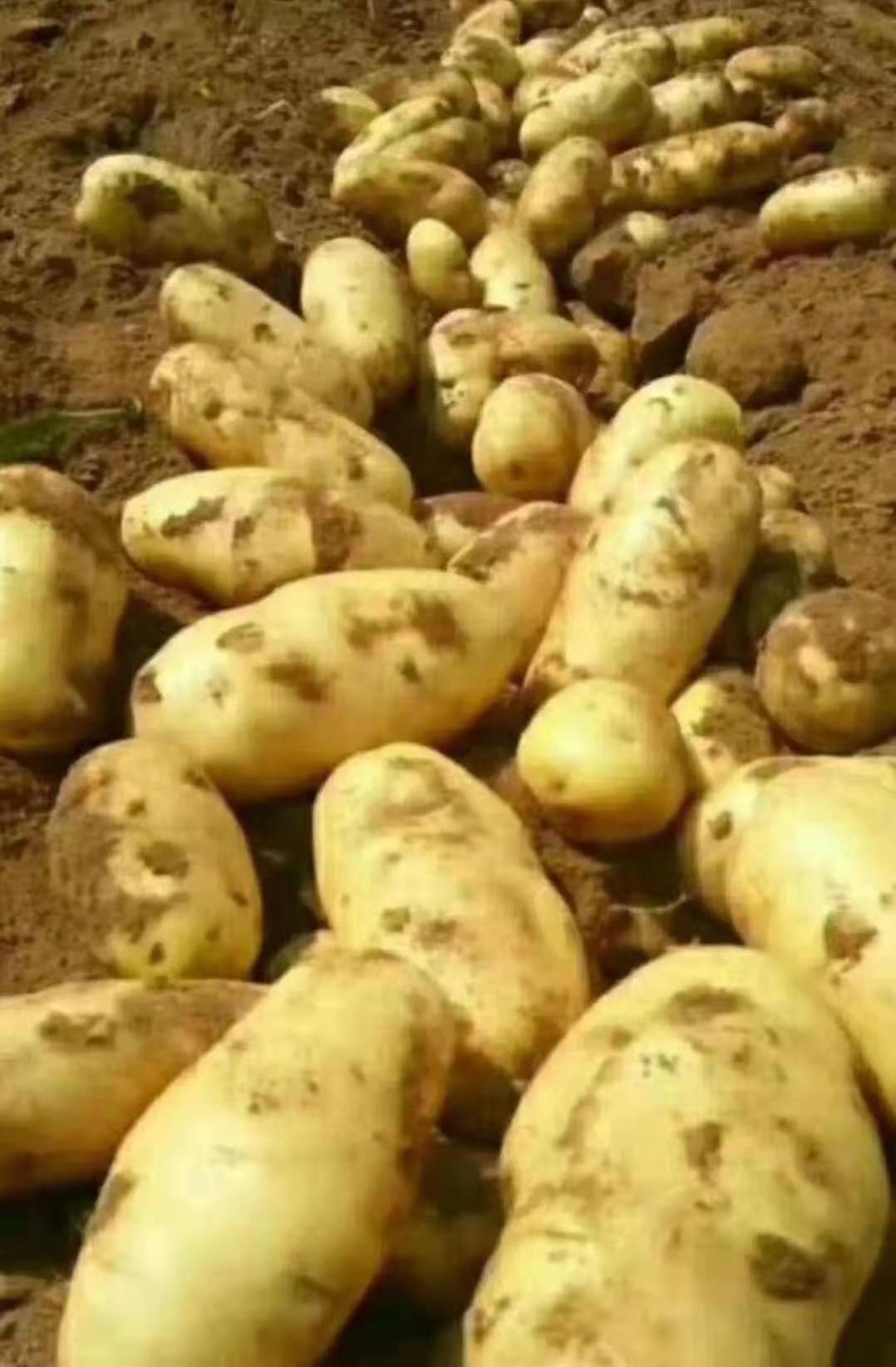 大白花土豆  土豆。