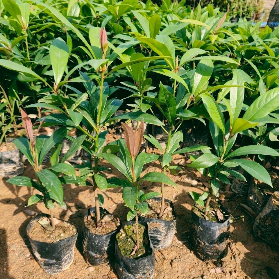 金丝楠苗 金丝楠木