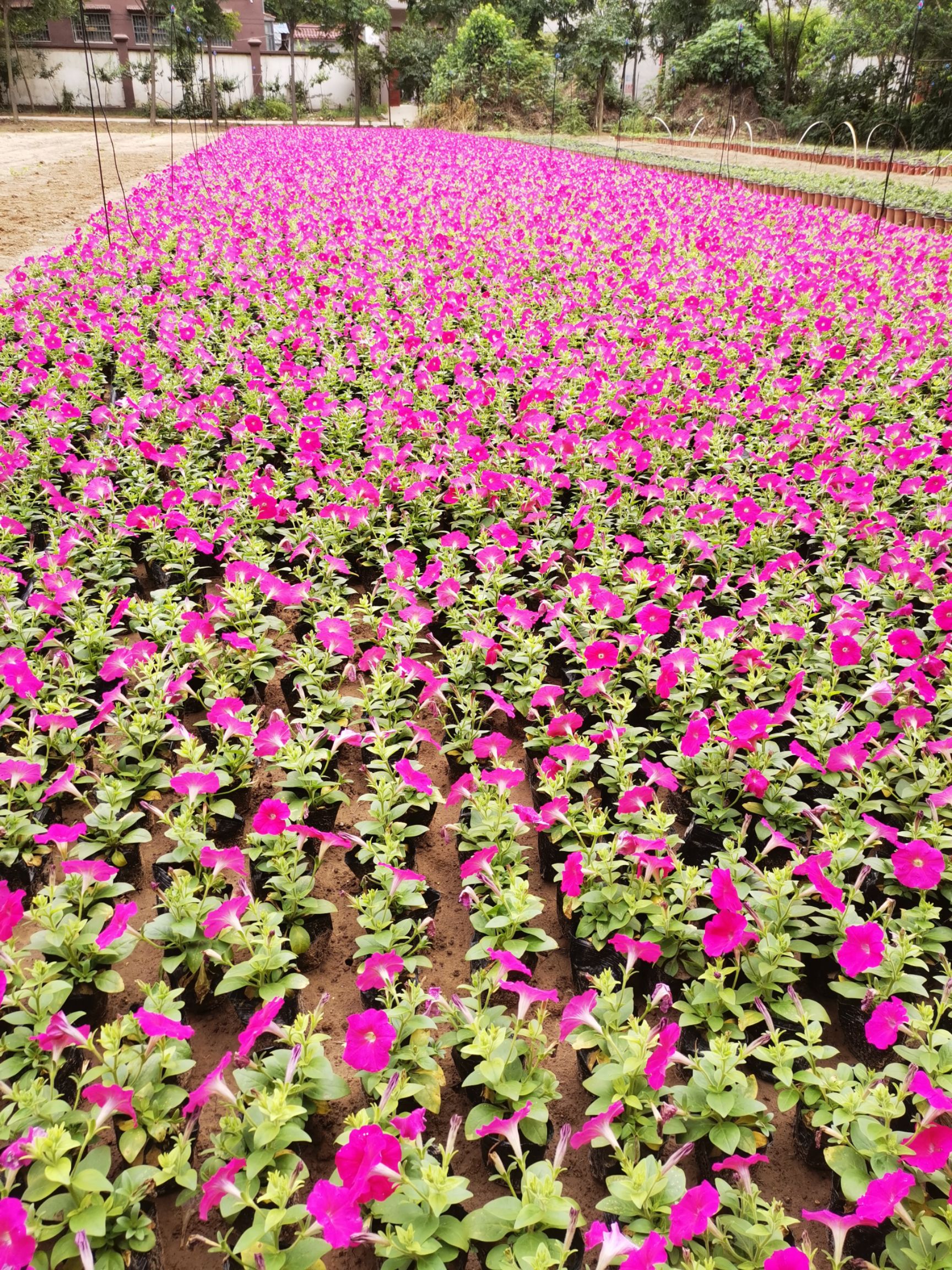  常年大量供应草花 矮牵牛