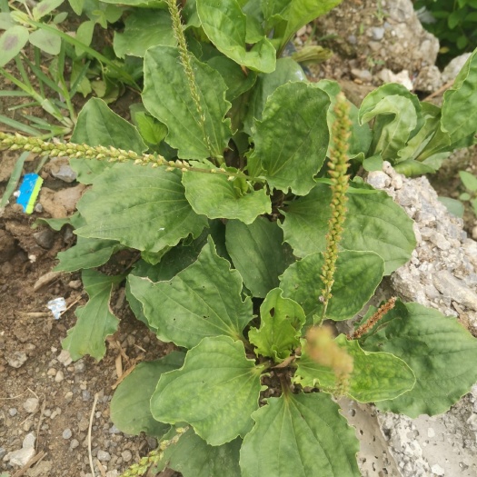 关岭县 车前草贵州山沟车前草中药材