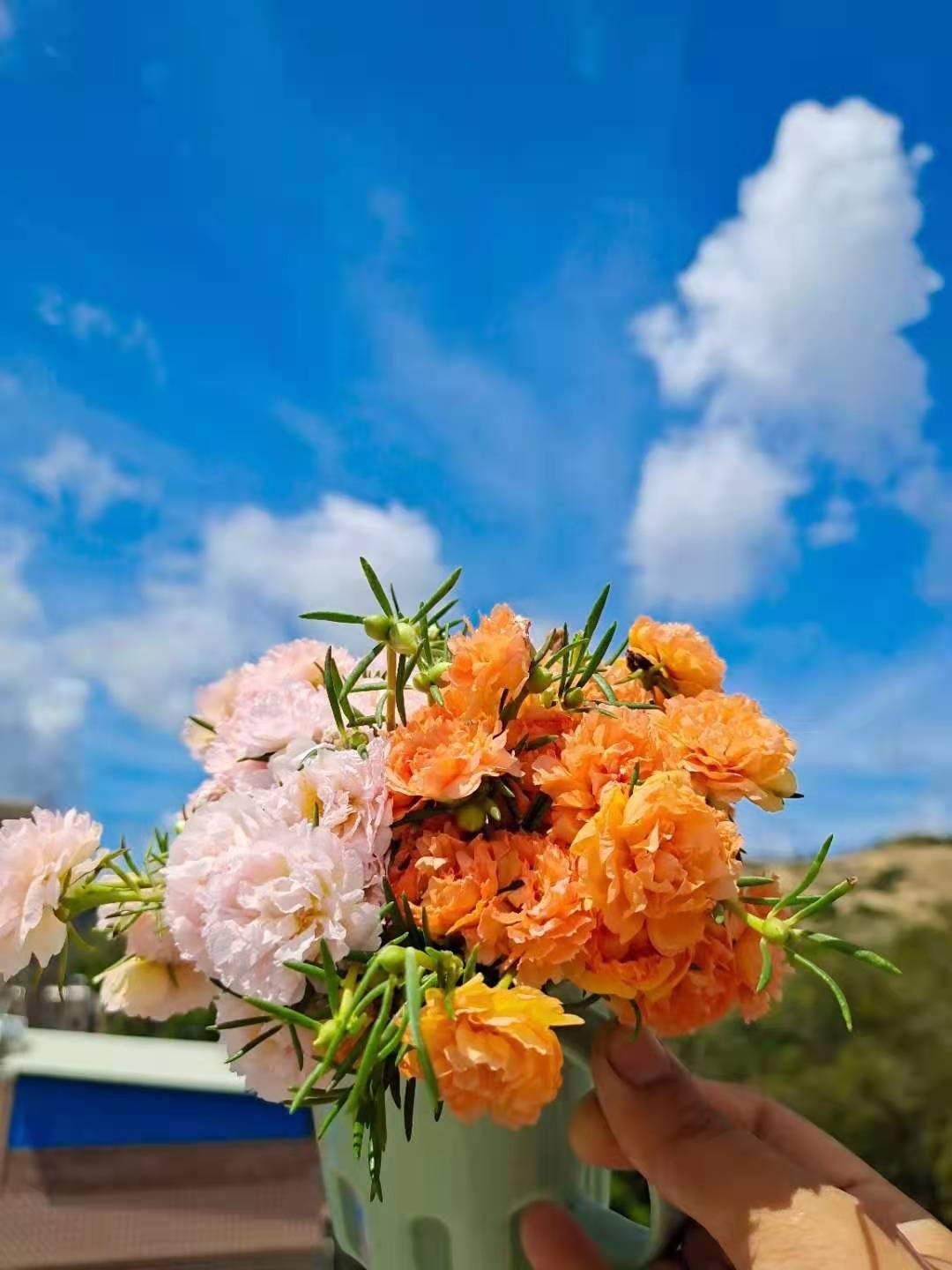 太阳花锦 种植基地直发接批发零售，常年供应，25个混色太阳花
