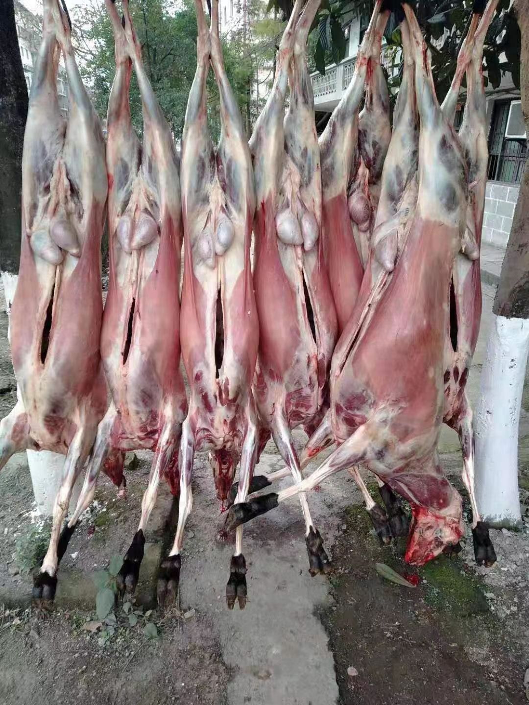 白条羊  正宗放山吃草黑山羊，需要赶紧下手，