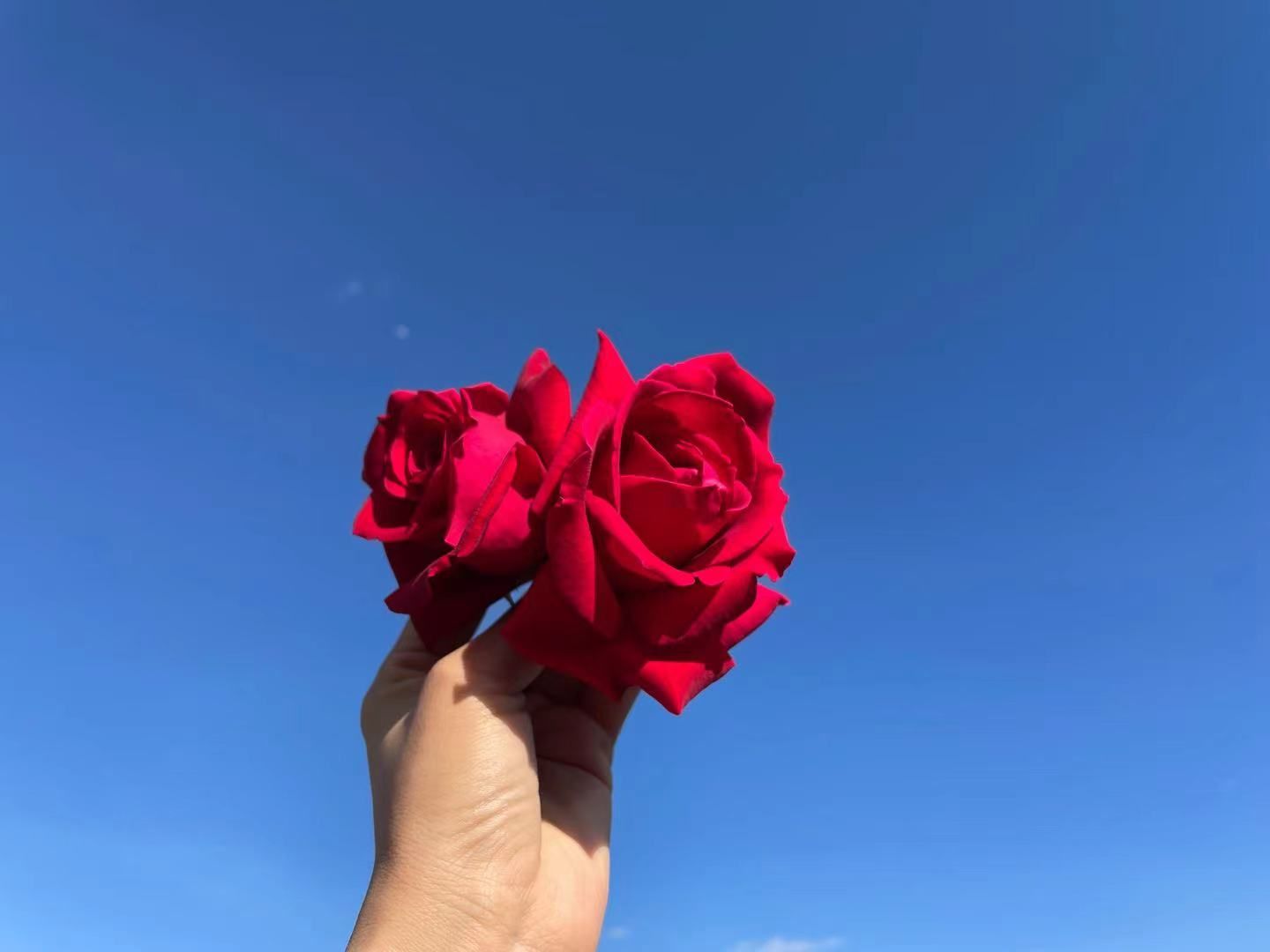 玫瑰花茶  冻干墨红玫瑰