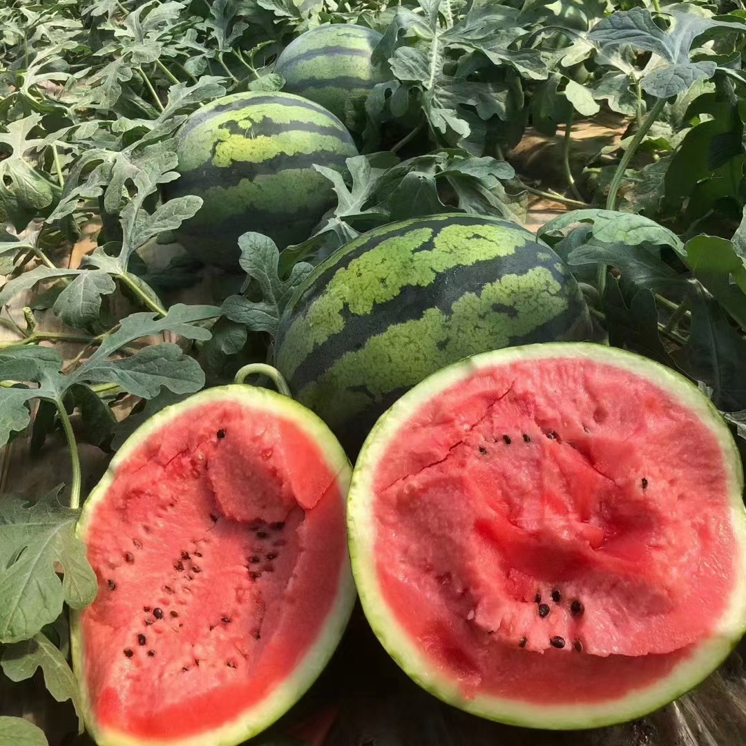 甜王西瓜
