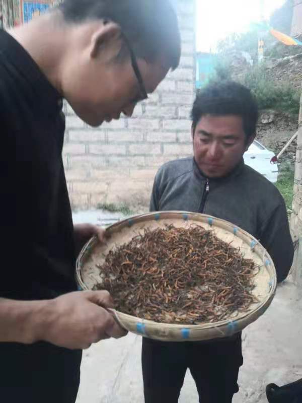 甘孜虫草  冬虫四川省甘孜州新龙县孜拖西乡呷戈村虫草，全是老百姓上山采挖