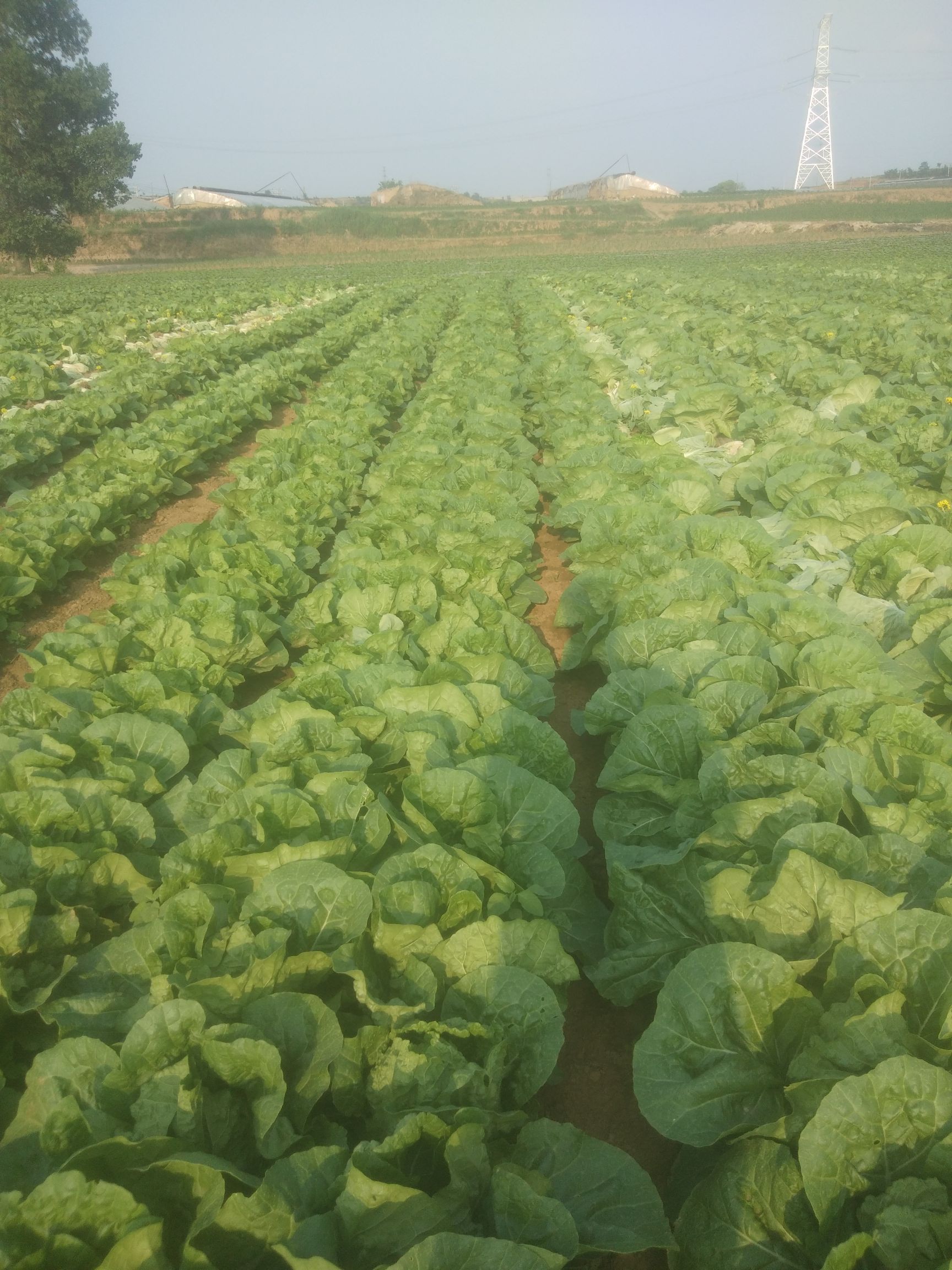 夏阳50小白菜 山西省长治市长子县 