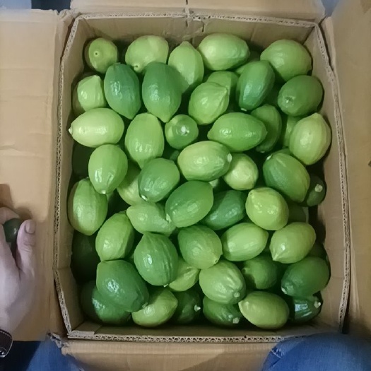 湛江广东香水柠檬果园直销