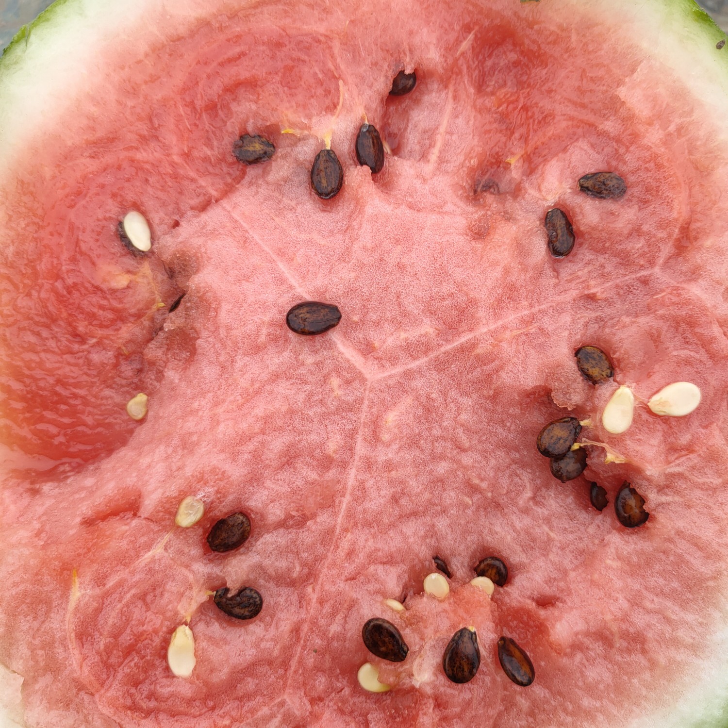 麒麟西瓜久甜二号美都无籽大量有货产地直发