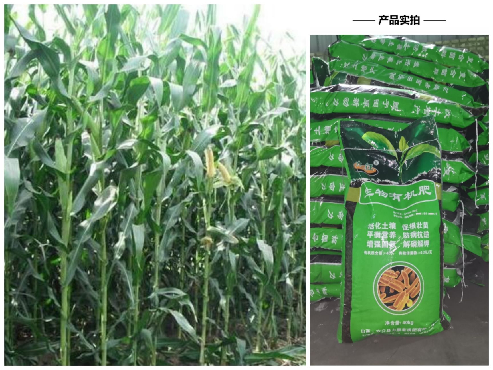 微生物有机肥  青贮玉米高磷腐植酸颗粒有机肥 青玉米杆粗杆长抗倒伏