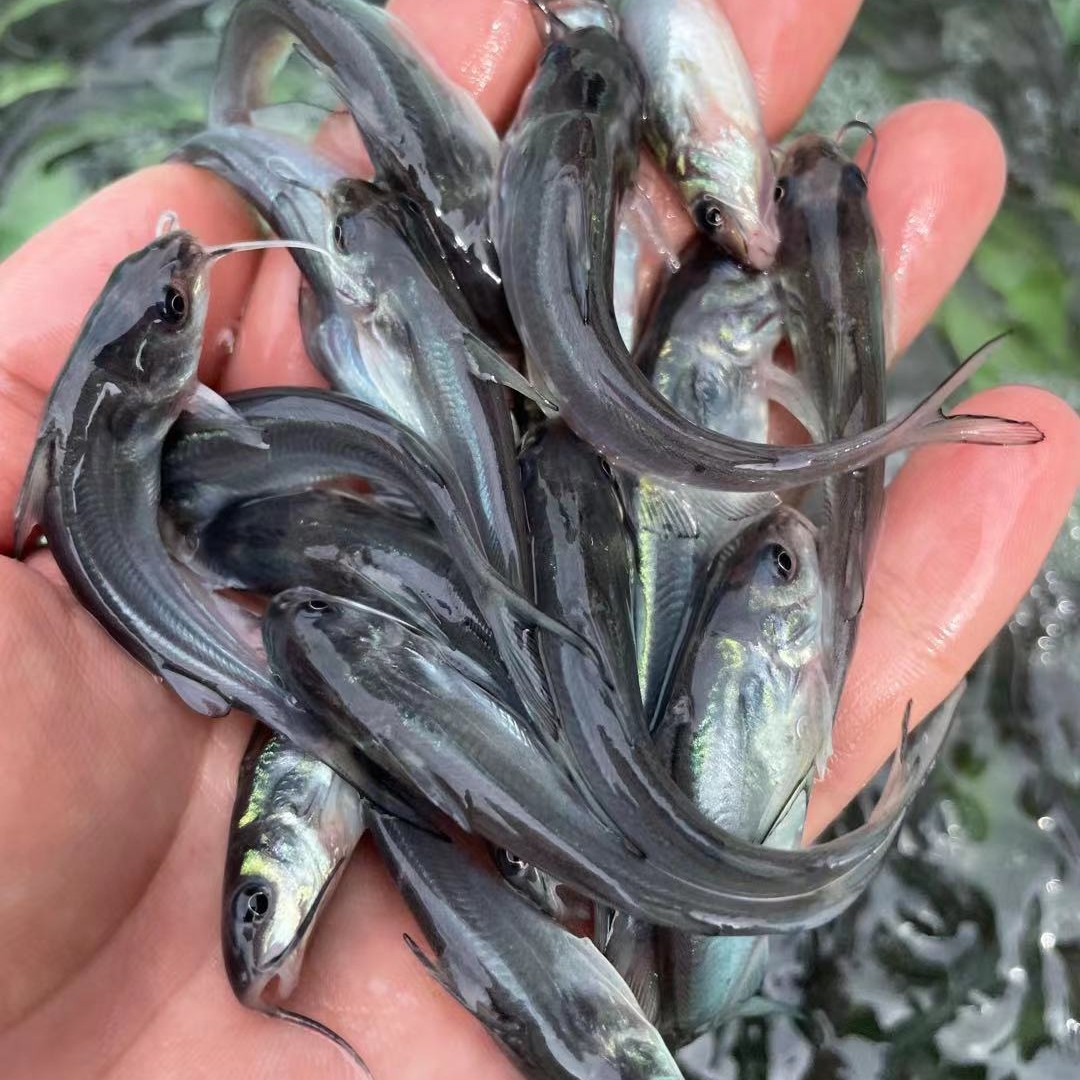 叉尾鮰鱼苗  叉尾鱼苗，品种优良快大，一手货源场地直销量大优