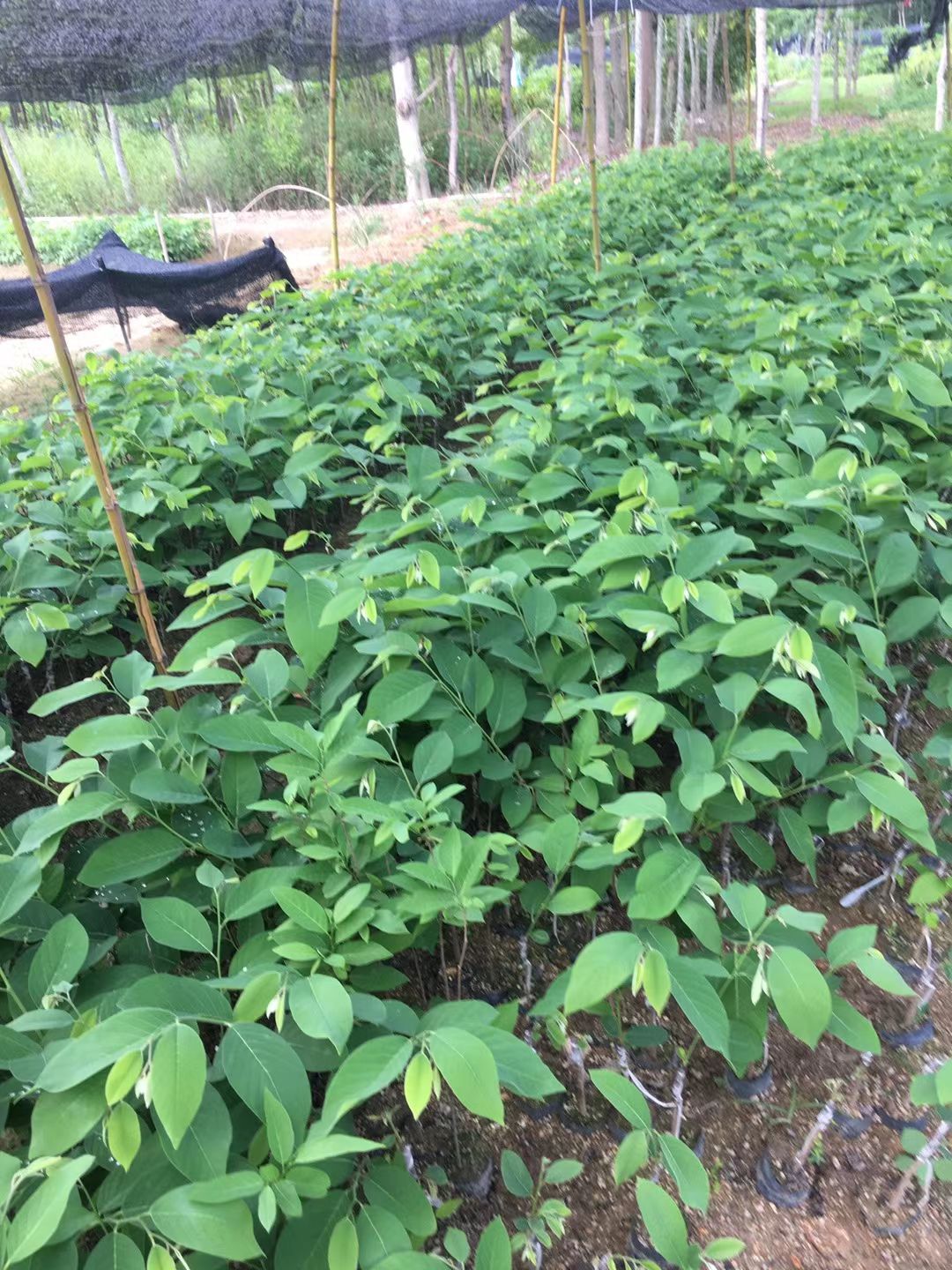 释迦果苗 凤梨释迦