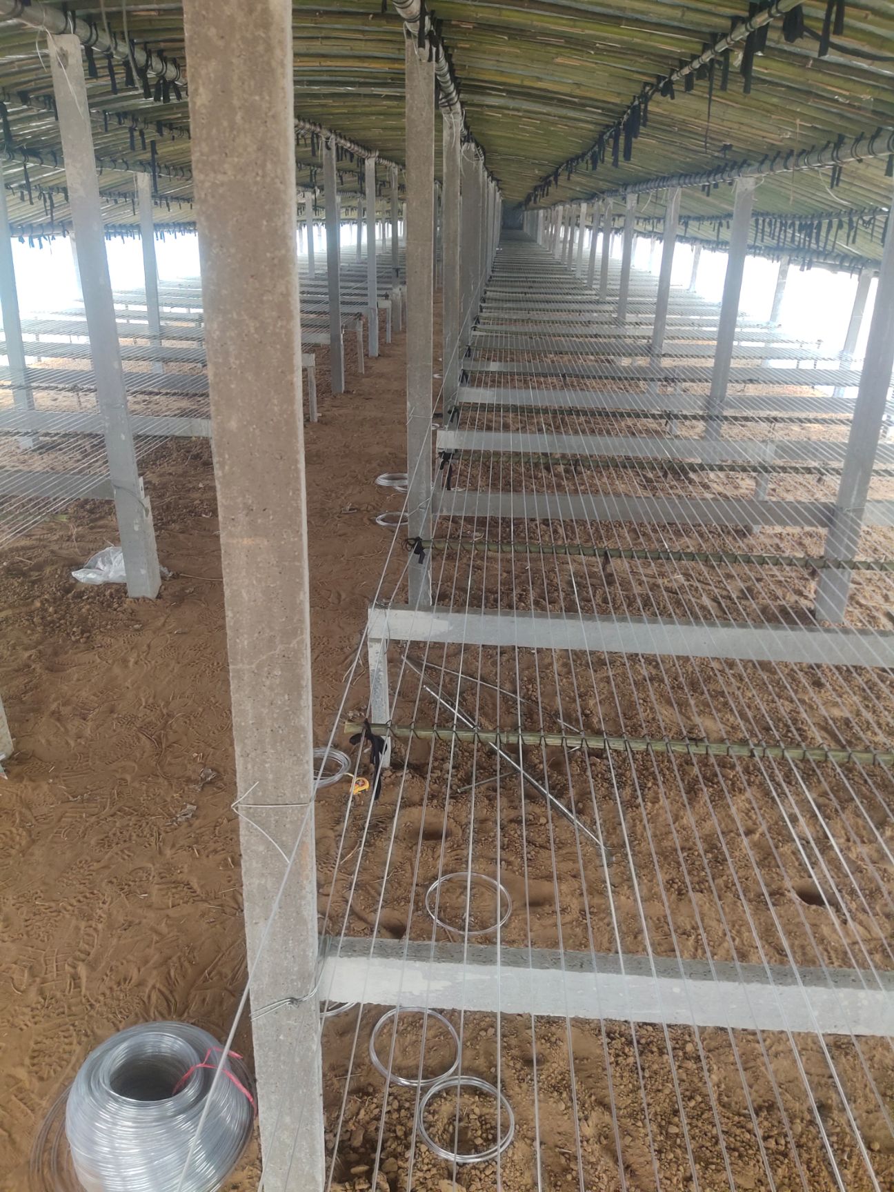 鸡鸭鹅 养殖大棚建造