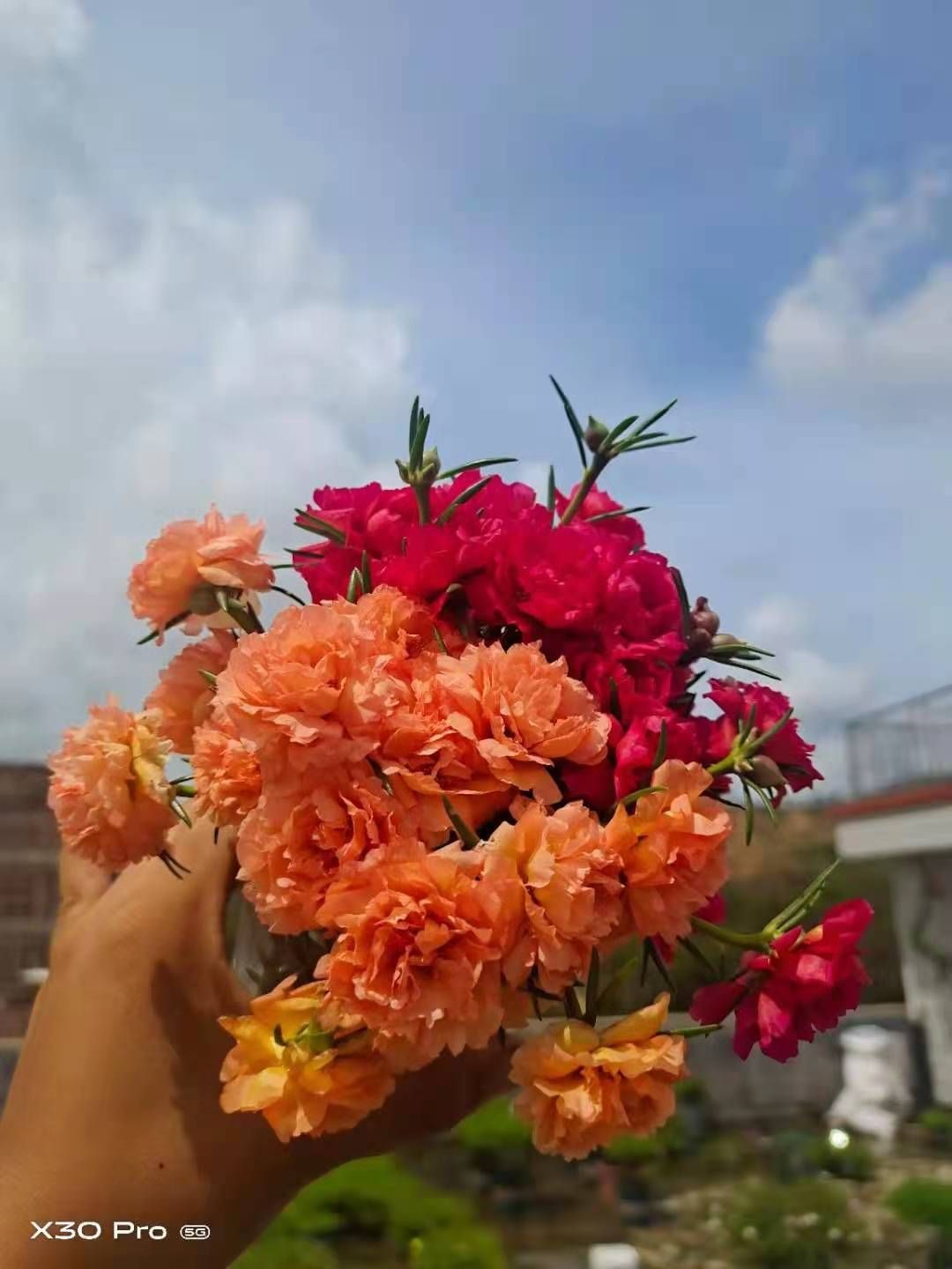 太阳花锦 种植基地直发接批发零售，常年供应，25个混色太阳花