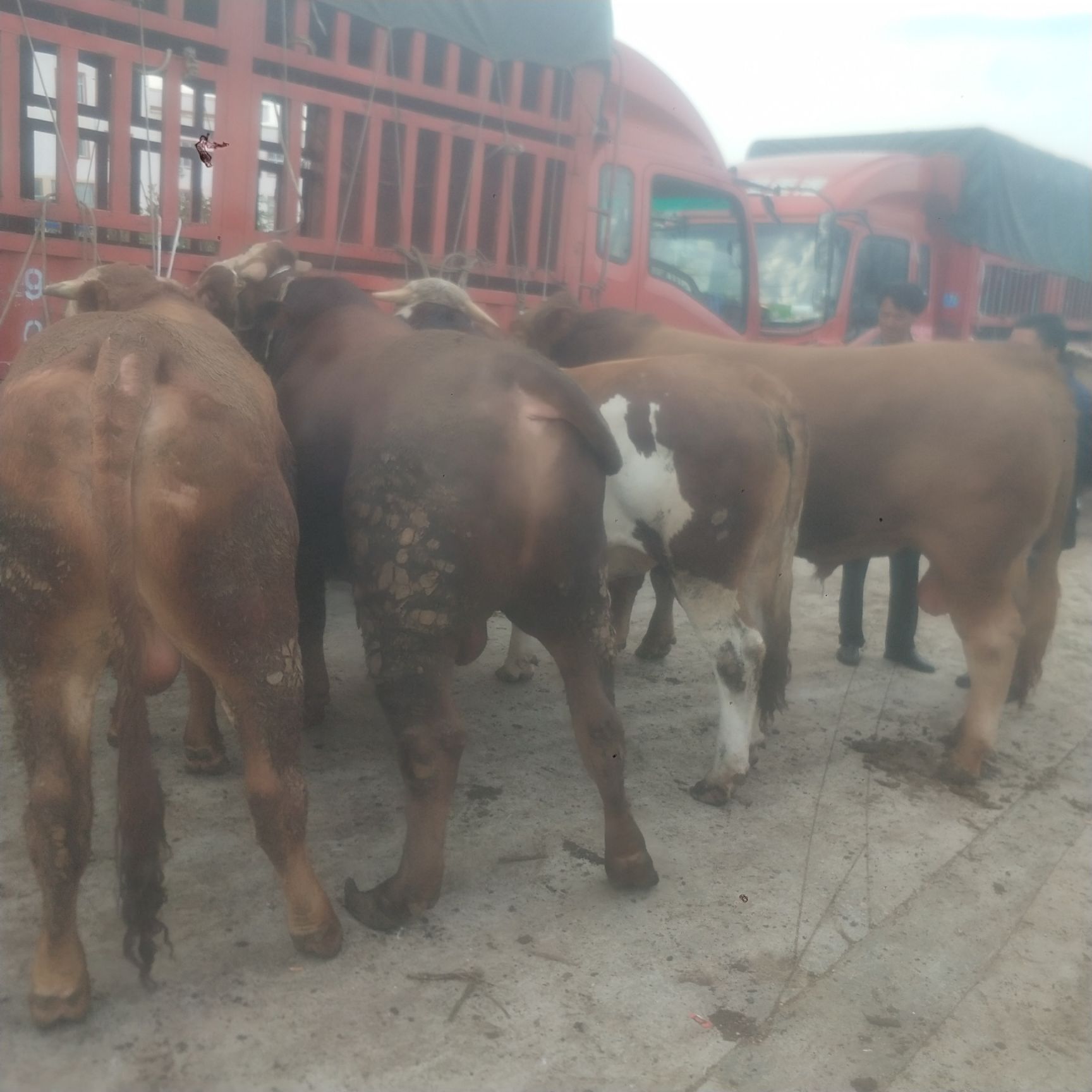  贵州高山散养西门塔尔肉牛黄牛肉牛育肥小公牛小母牛土杂交牛等