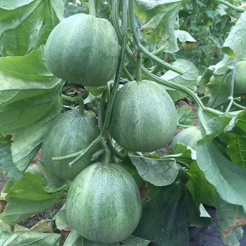 羊角蜜甜瓜  羊角蜜，博洋，绿宝石，不限量供应