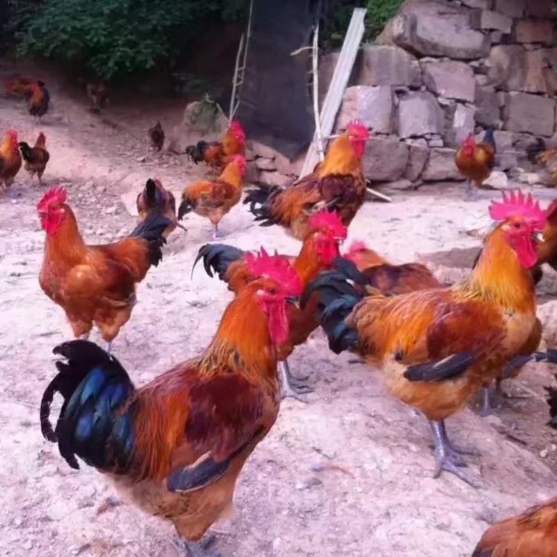 青脚麻鸡苗批发，鸡苗批发，土鸡苗批发