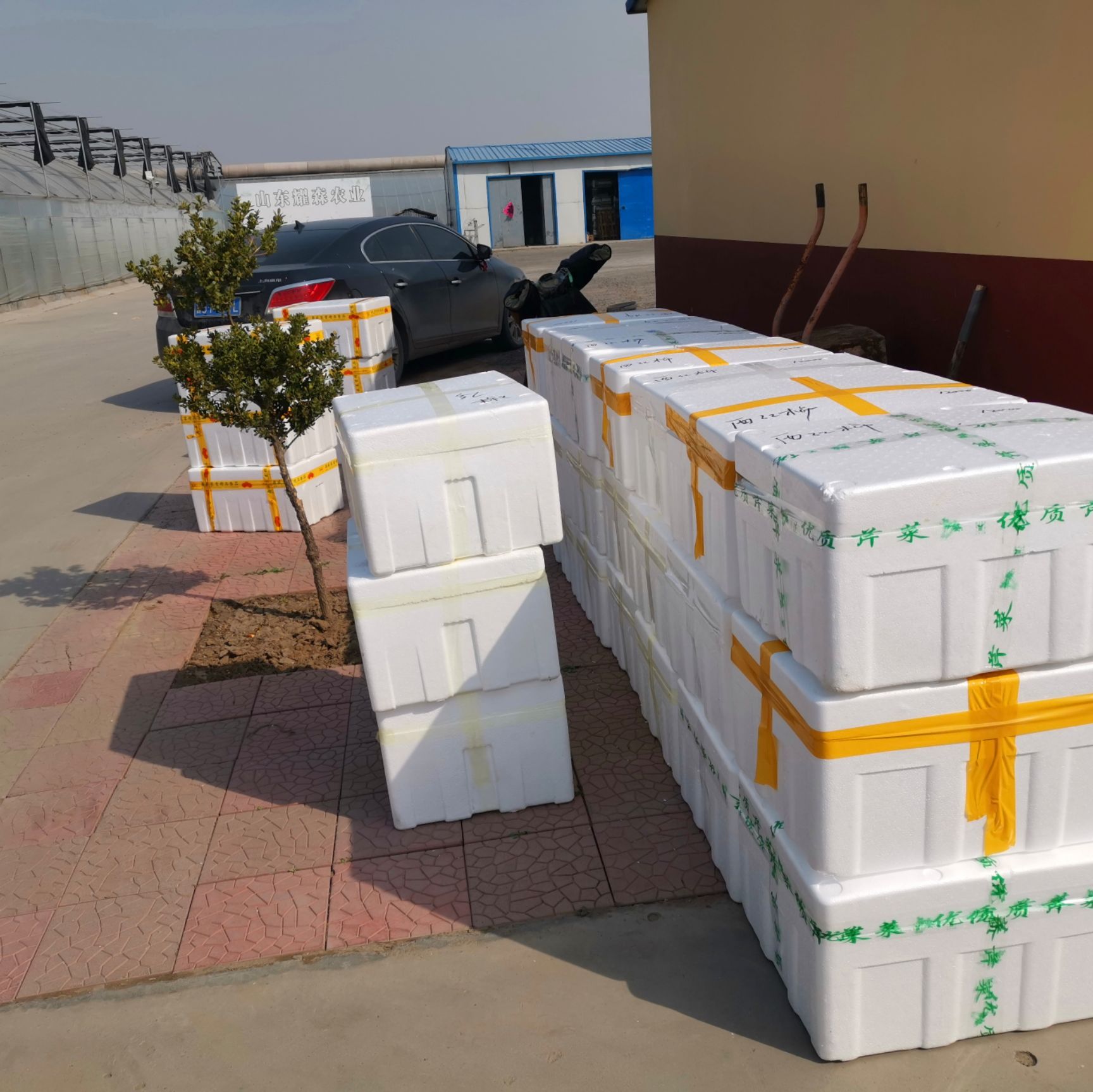 螺丝辣椒苗  螺丝椒苗 陇椒苗 大果高产 抗病强易管理  提