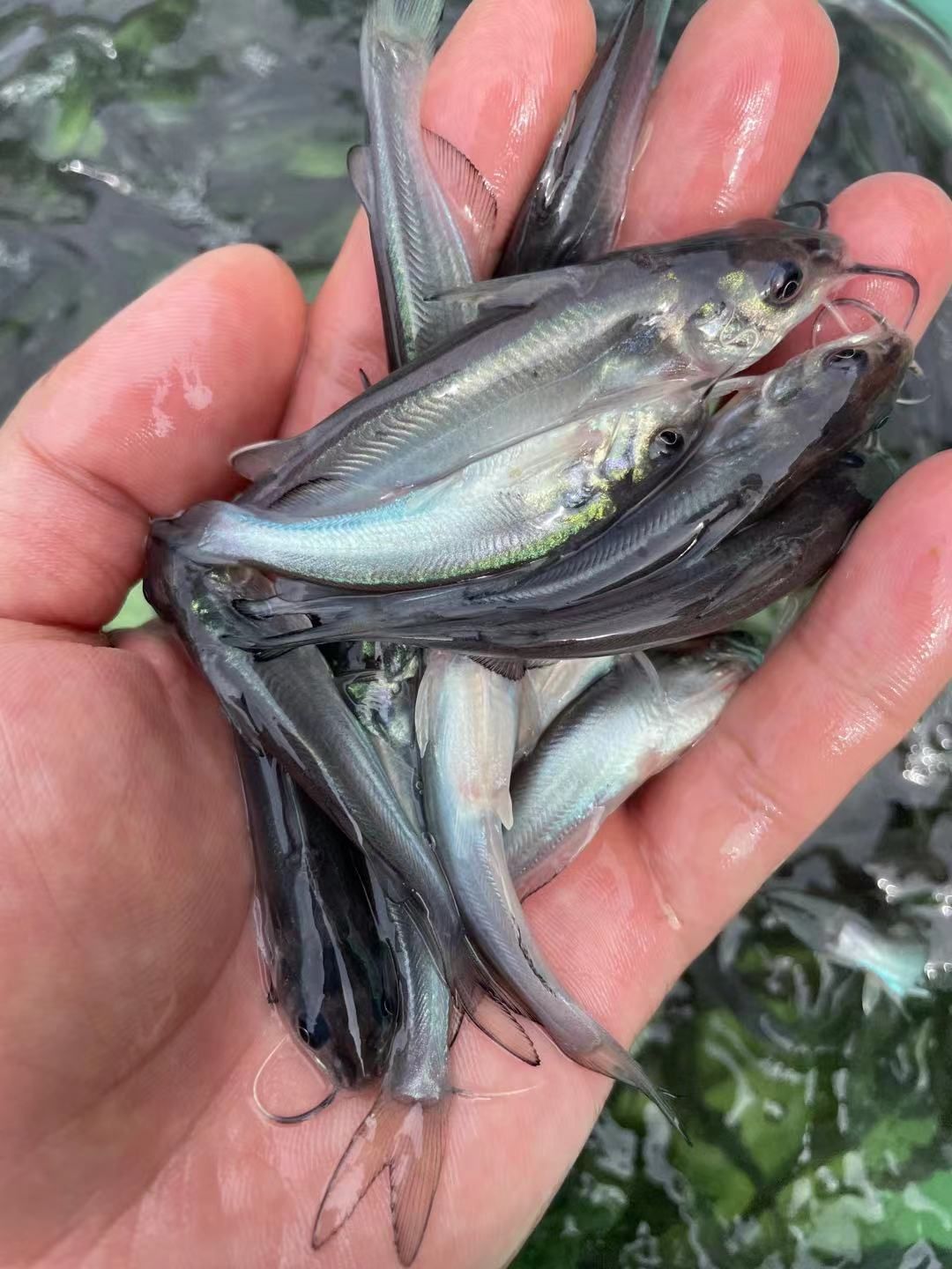 叉尾鮰鱼苗  叉尾鱼苗，品种优良快大，一手货源场地直销量大优