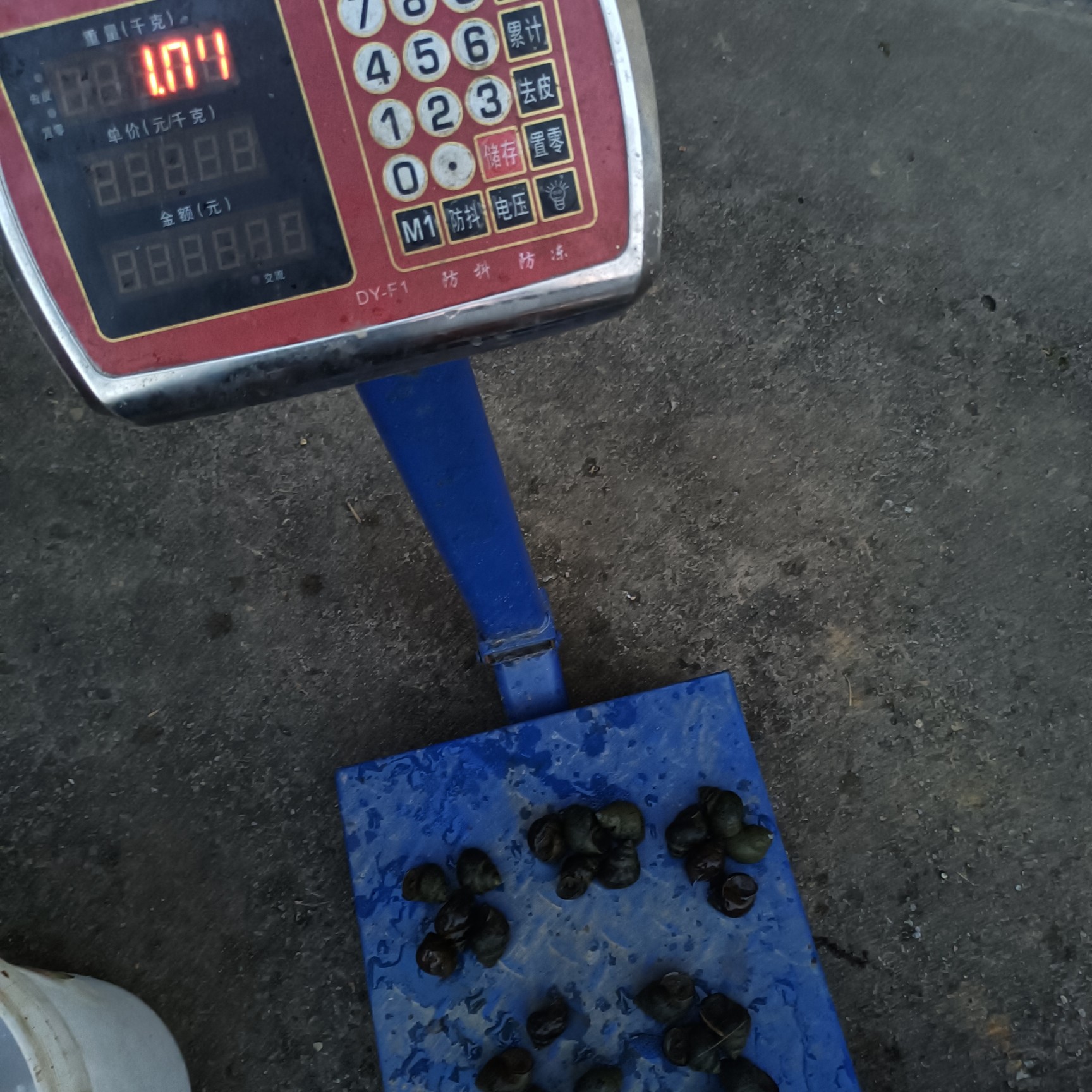  田螺种商品螺大量有货