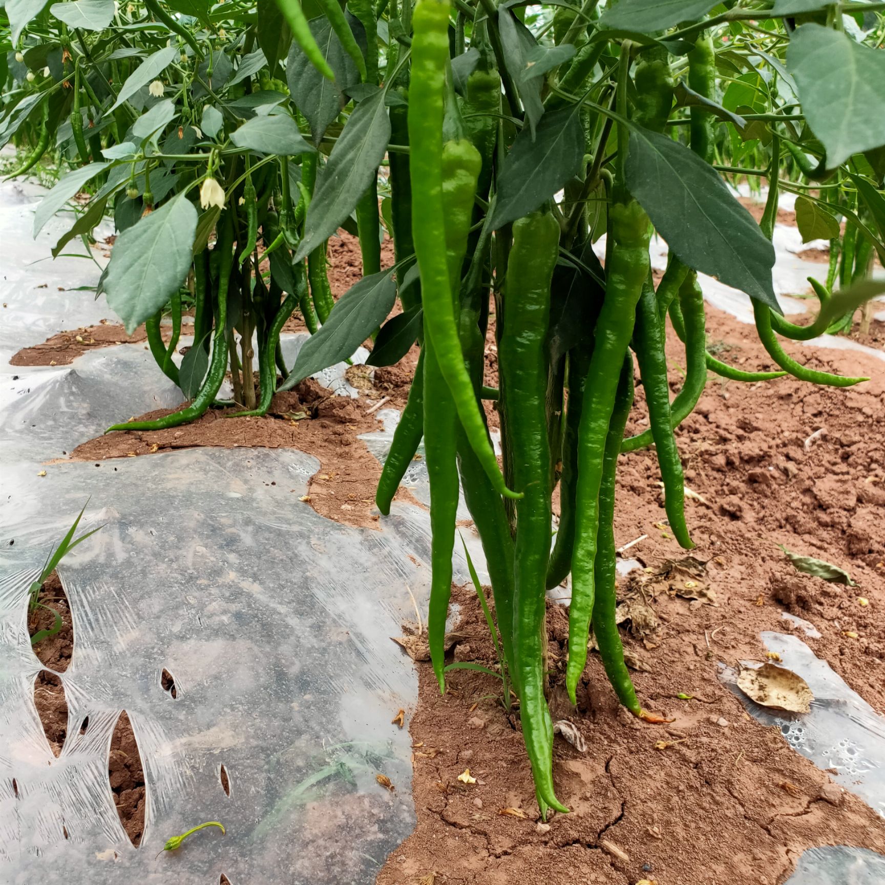 辣椒 基地直销二荆条