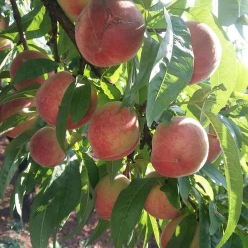 富平县中山脆桃  产地:陕西省渭南市