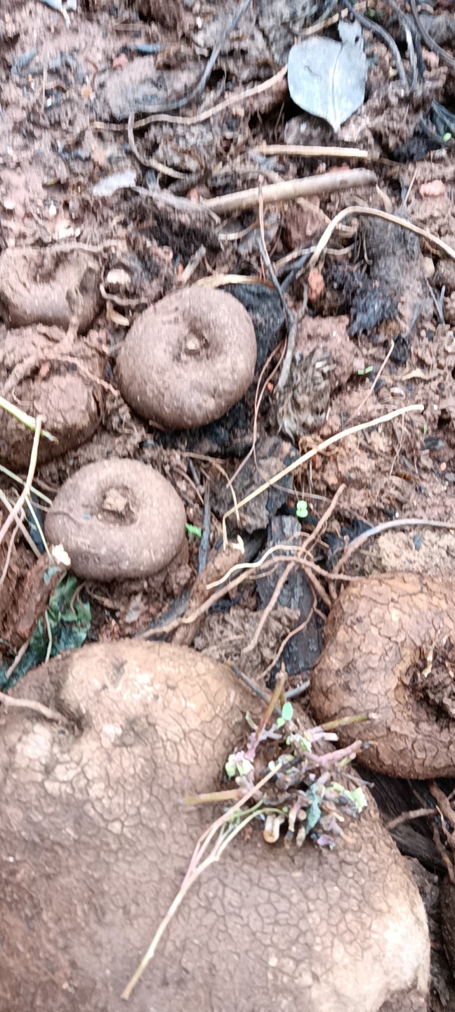 金龟莲      金不换，地不容，鲜品