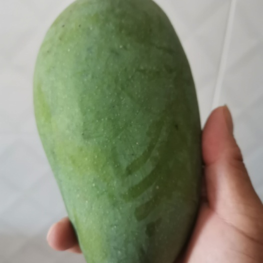 云南元江大青芒个头大一手货源,诚信代办,对接电商批发商