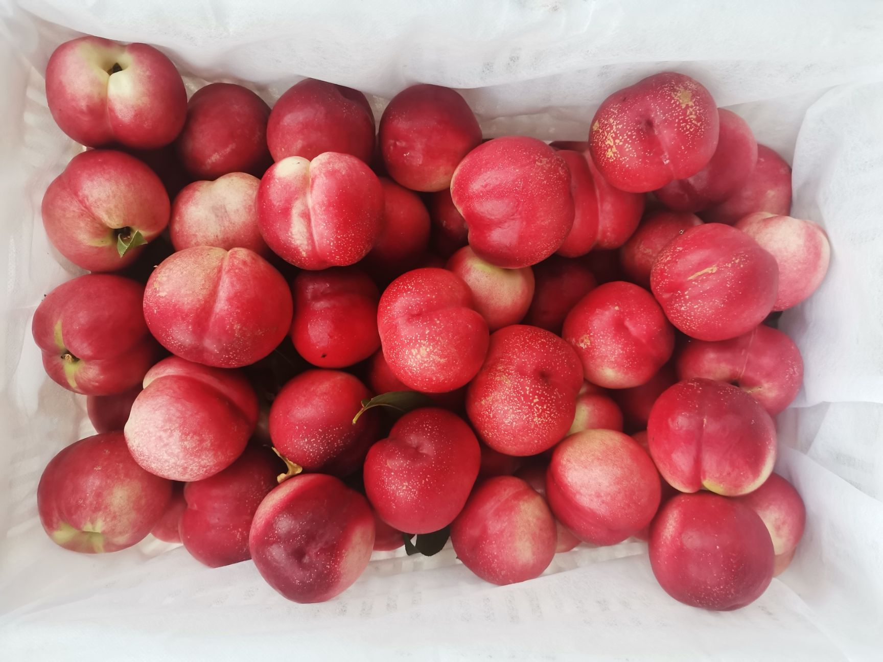 中油16、18油桃 产地直供代发代收