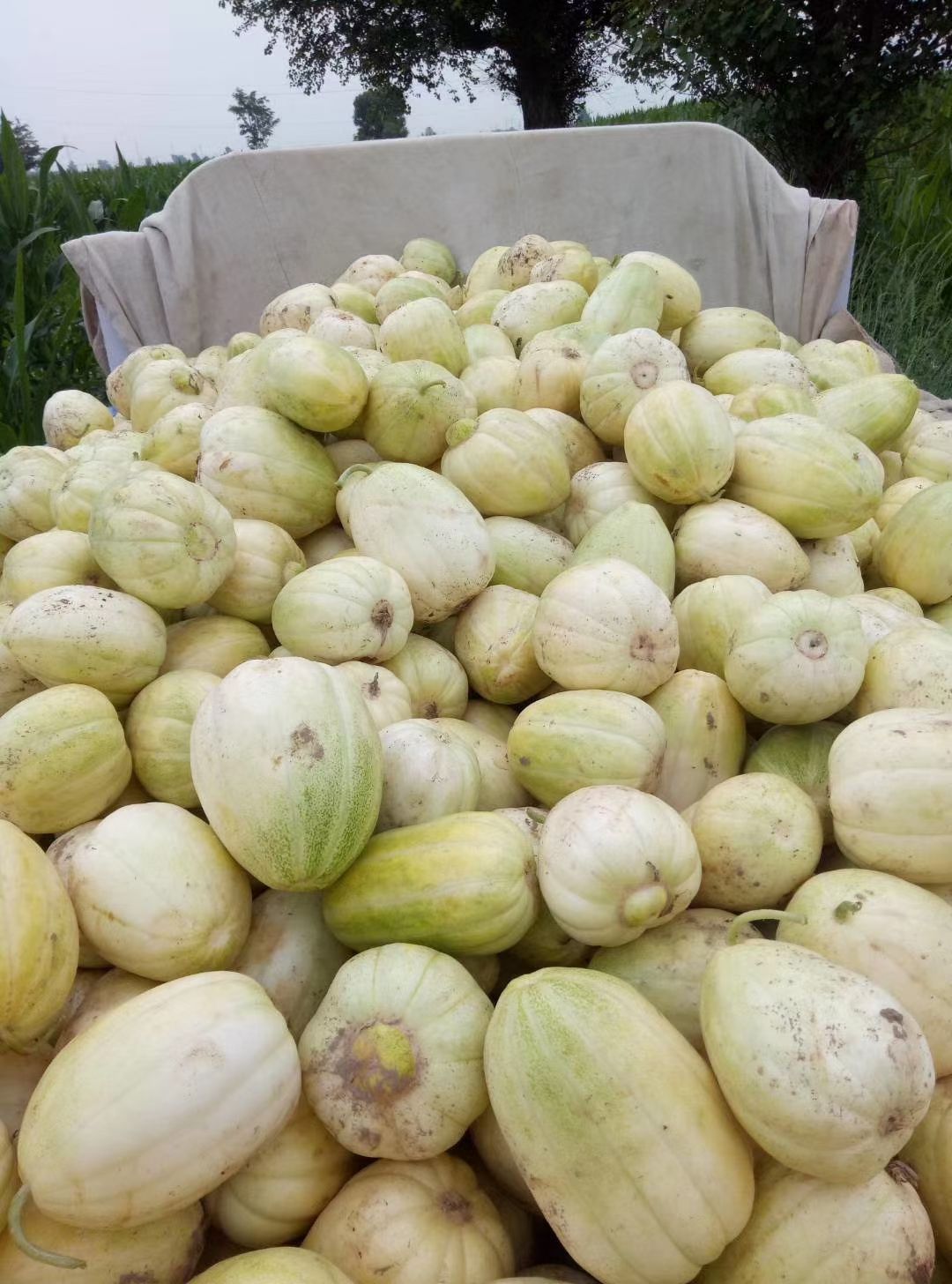  忻州陆地香瓜。甜瓜