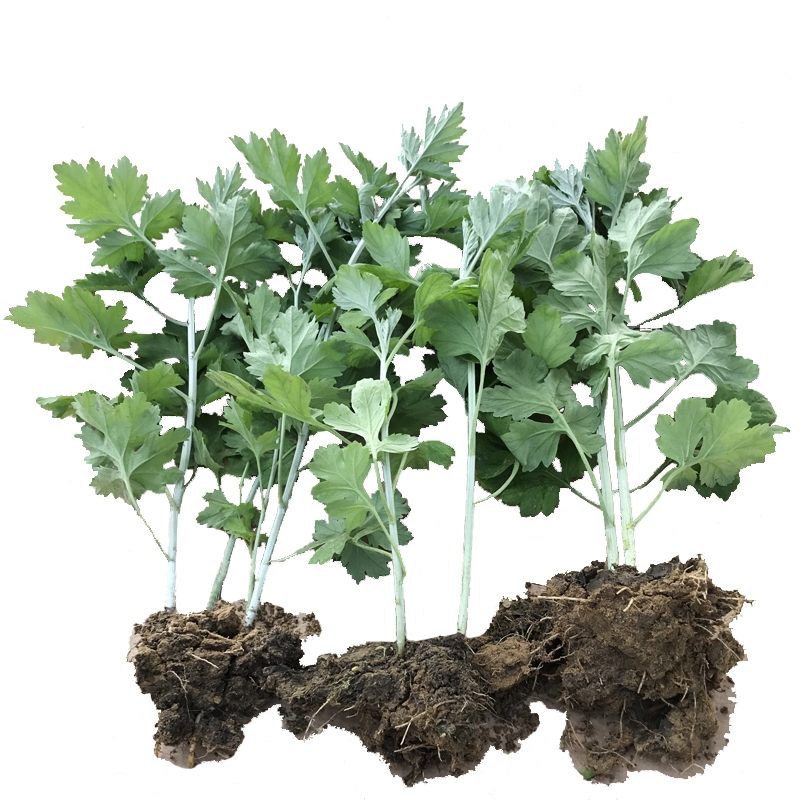 艾草苗  宛艾品种五尖大叶艾苗产量高出绒率高下单包邮包种植全