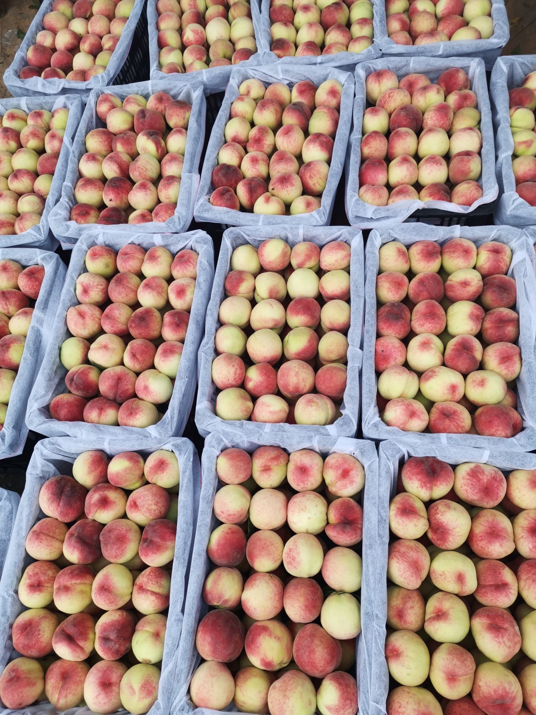 美脆桃  美脆  大久宝，日本大红