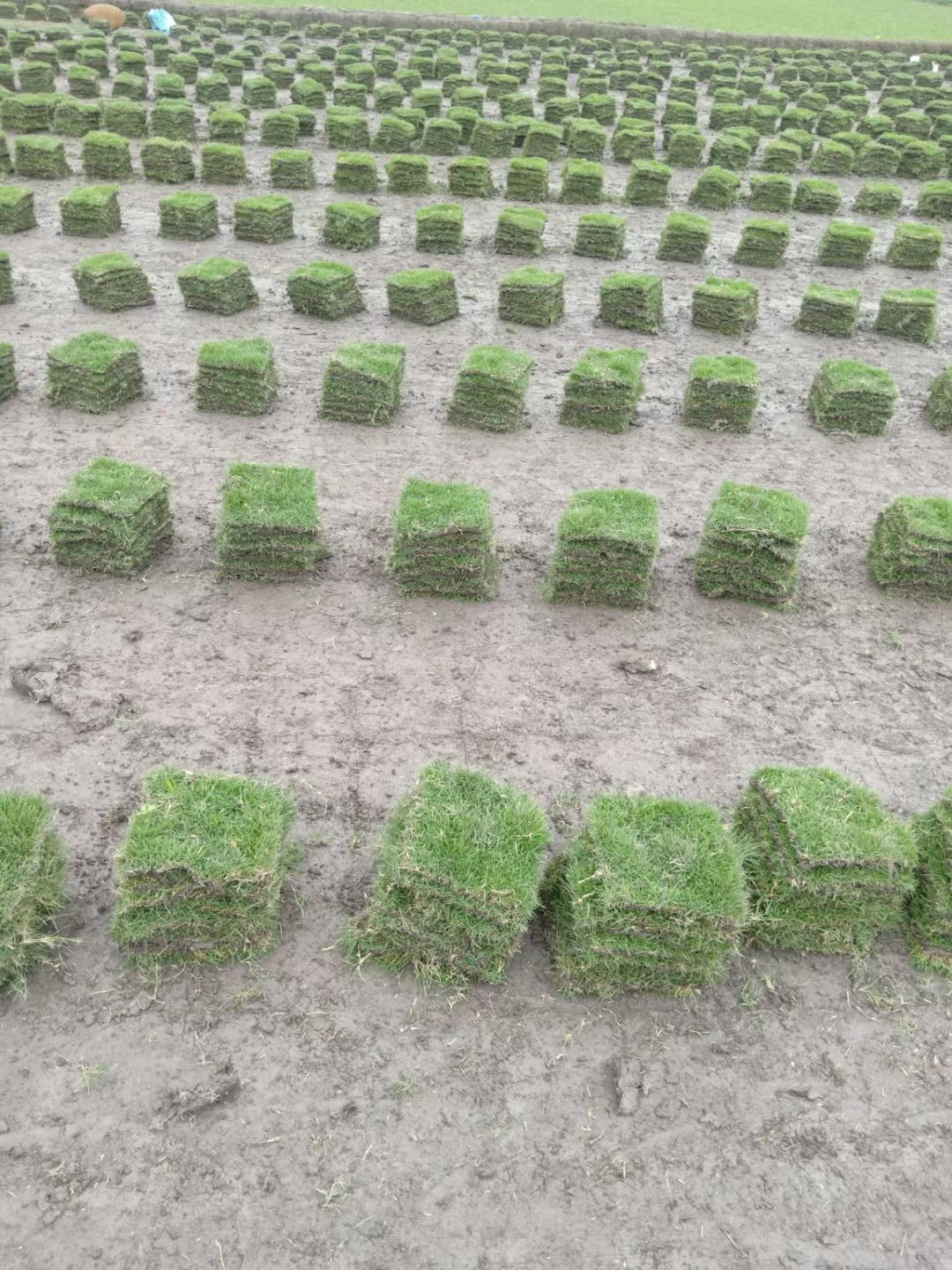 草  二号草坪手工方块