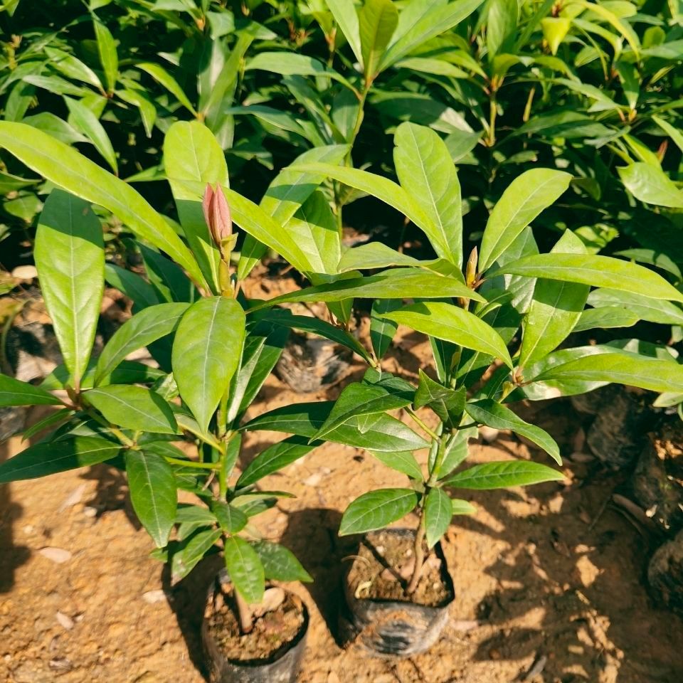 金丝楠苗 金丝楠木