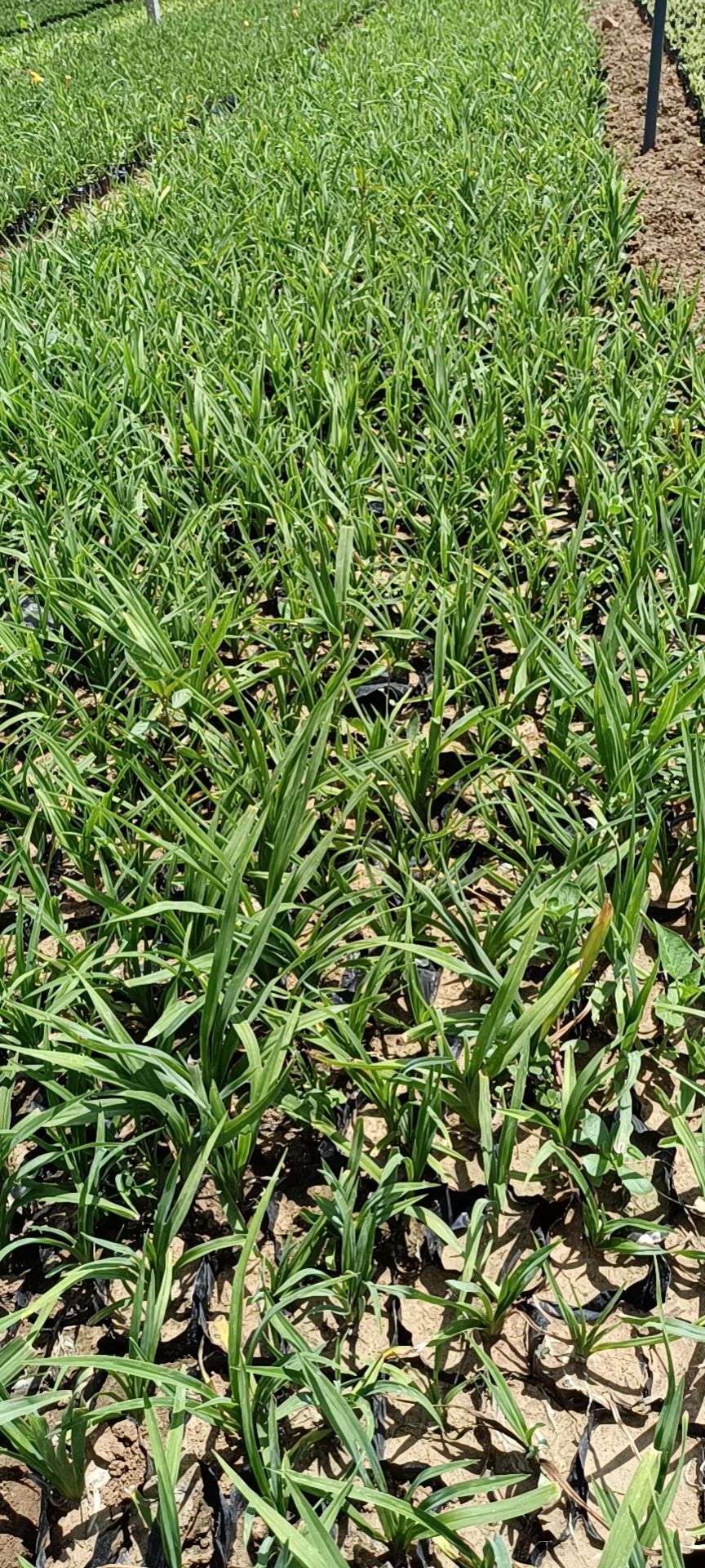 大花萱草  各种高度都有，需要的联系