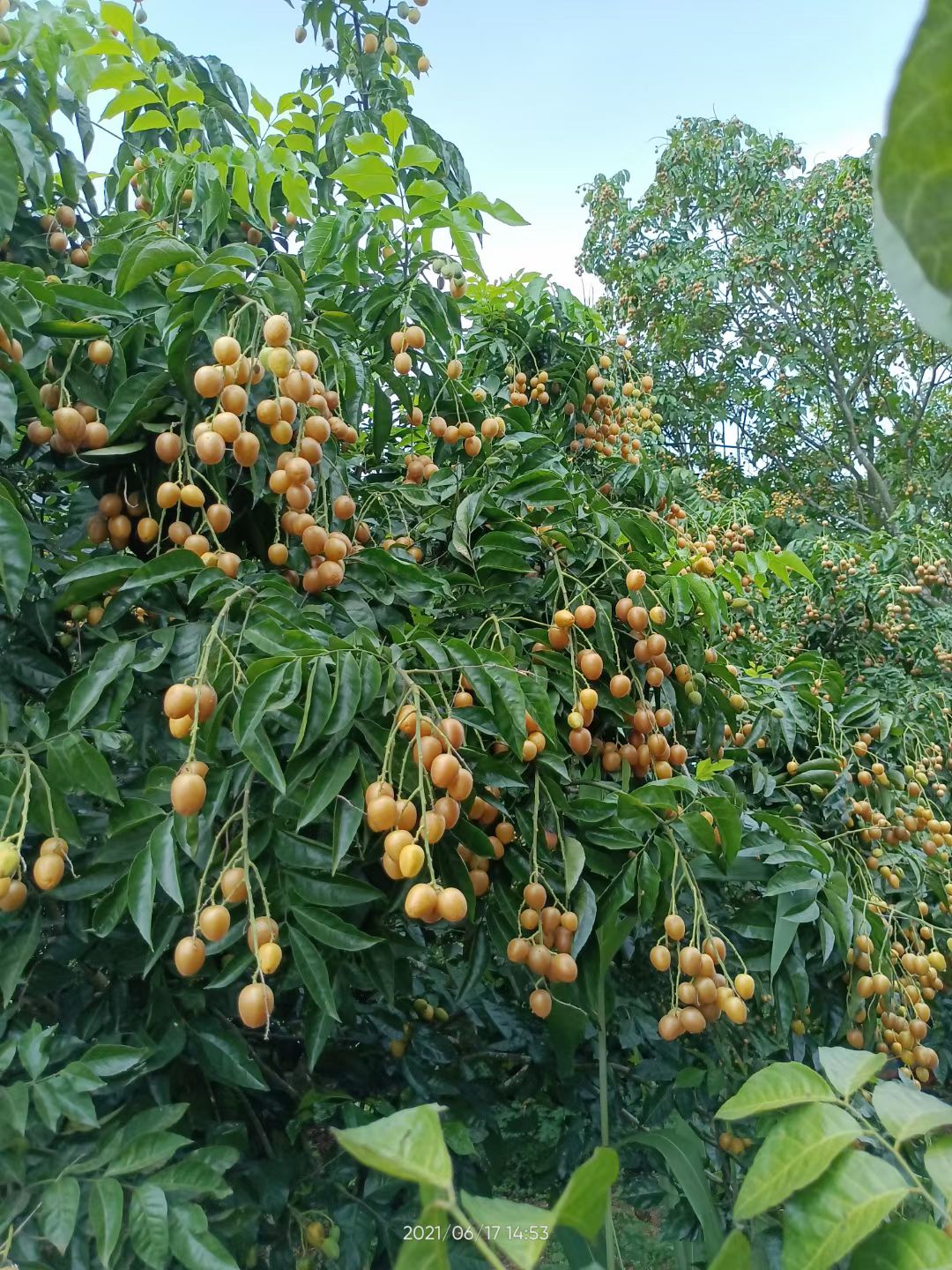 黄皮果 正宗鸡心黄皮