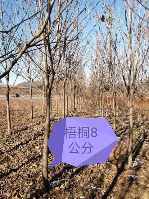 青桐  梧桐以及各种花灌木需要的可以联系我
150给上车