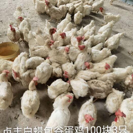 贞丰县包谷蛋鸡25一只