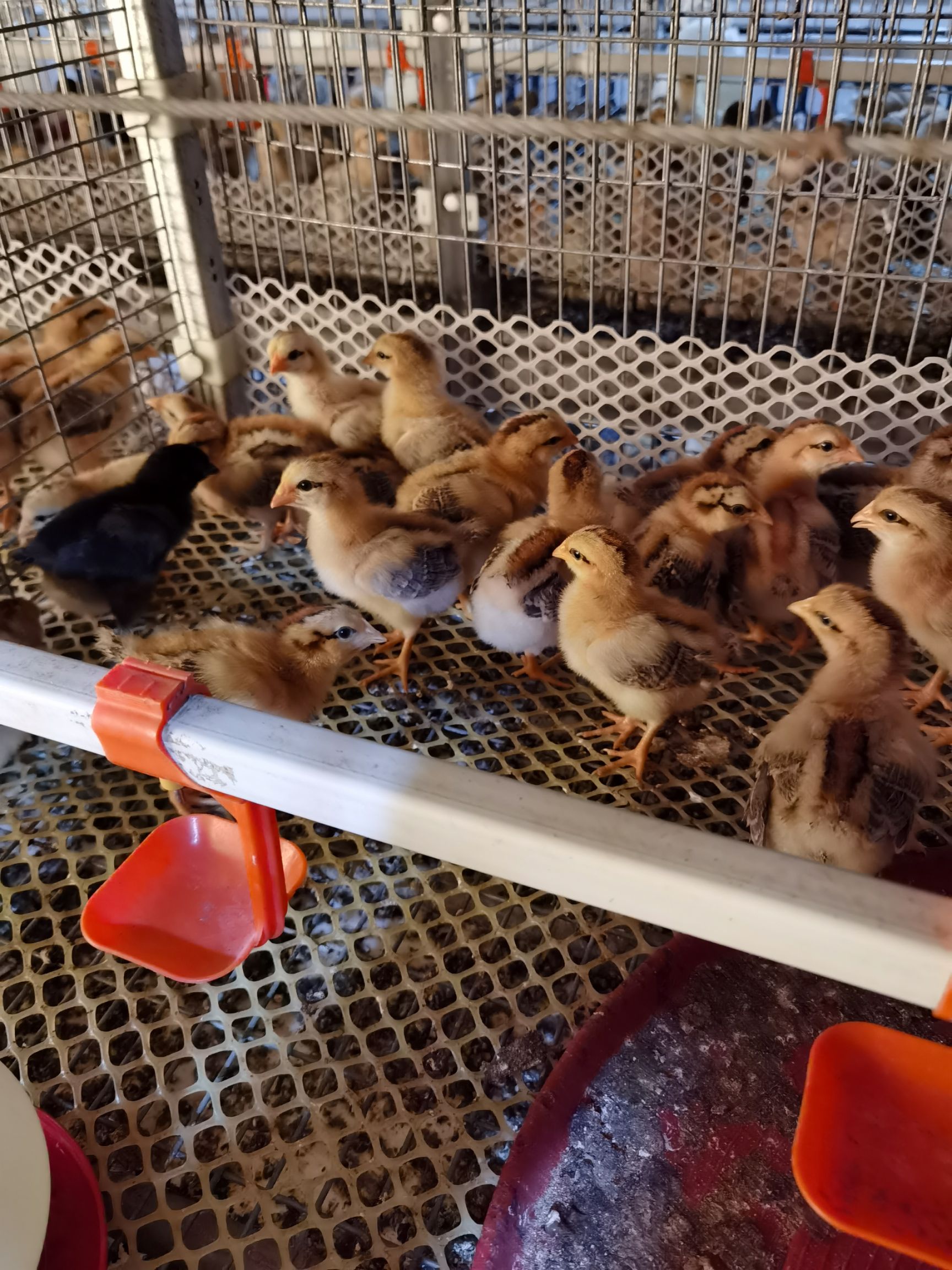 脱温鸡苗  灵山项鸡童鸡