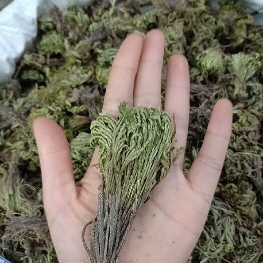 成都卷柏（正品）（药典品）