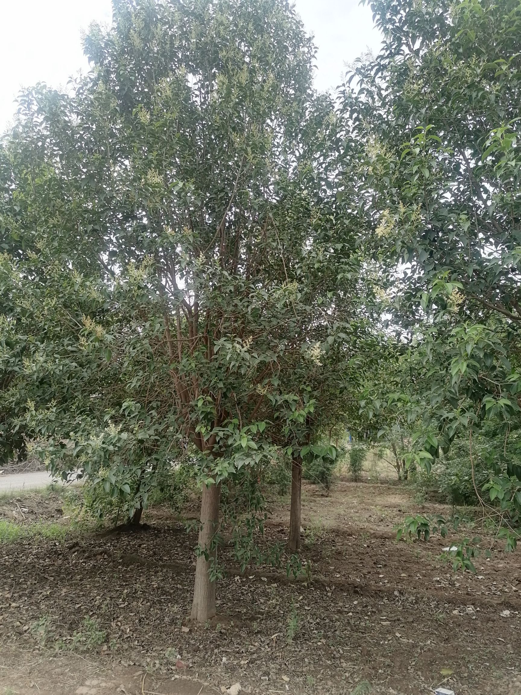  精品大叶女贞6至30公分规格齐全