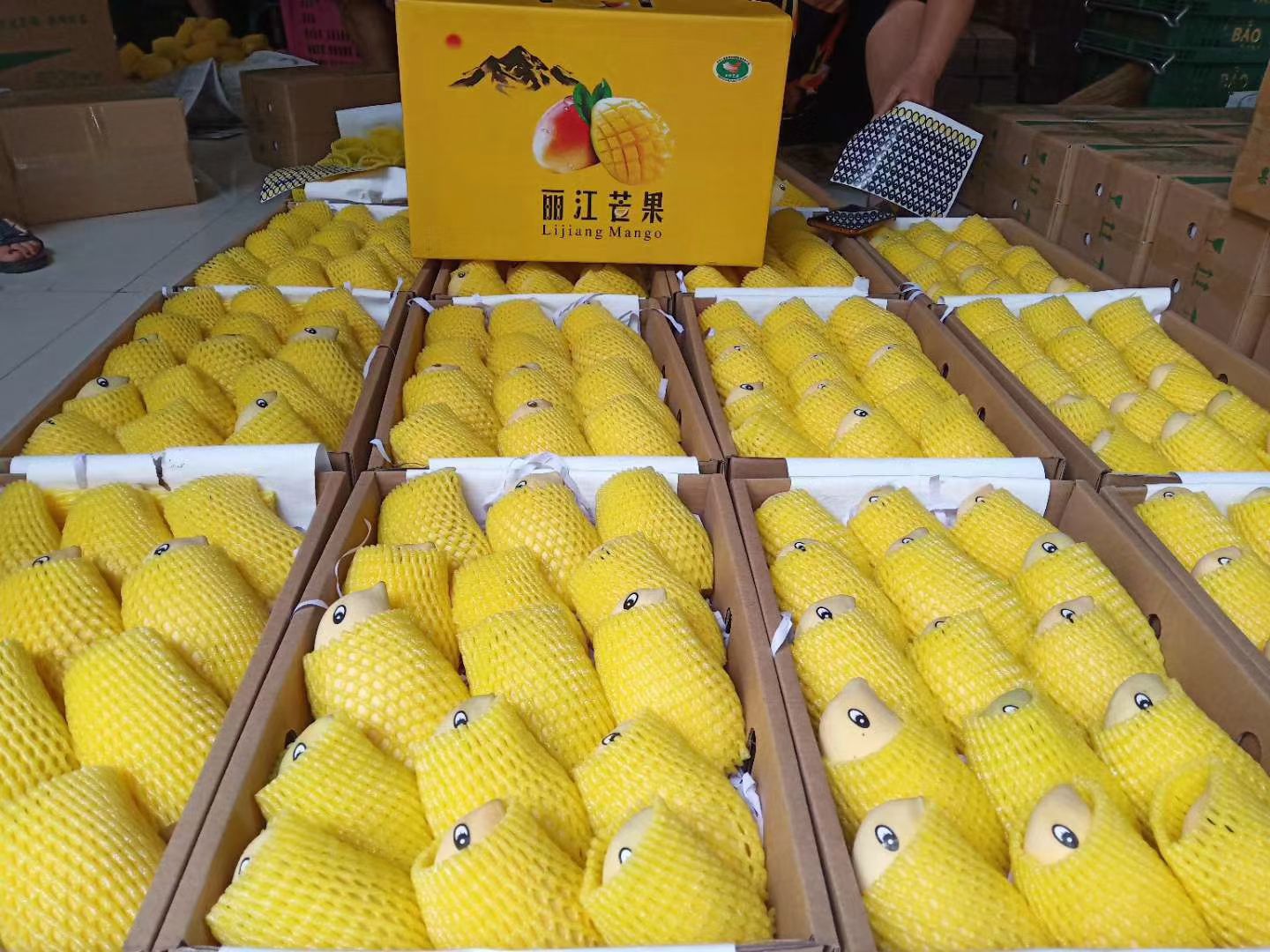 云南高原椰香贵妃金煌鹰嘴凯特圣心品种齐全一件代发