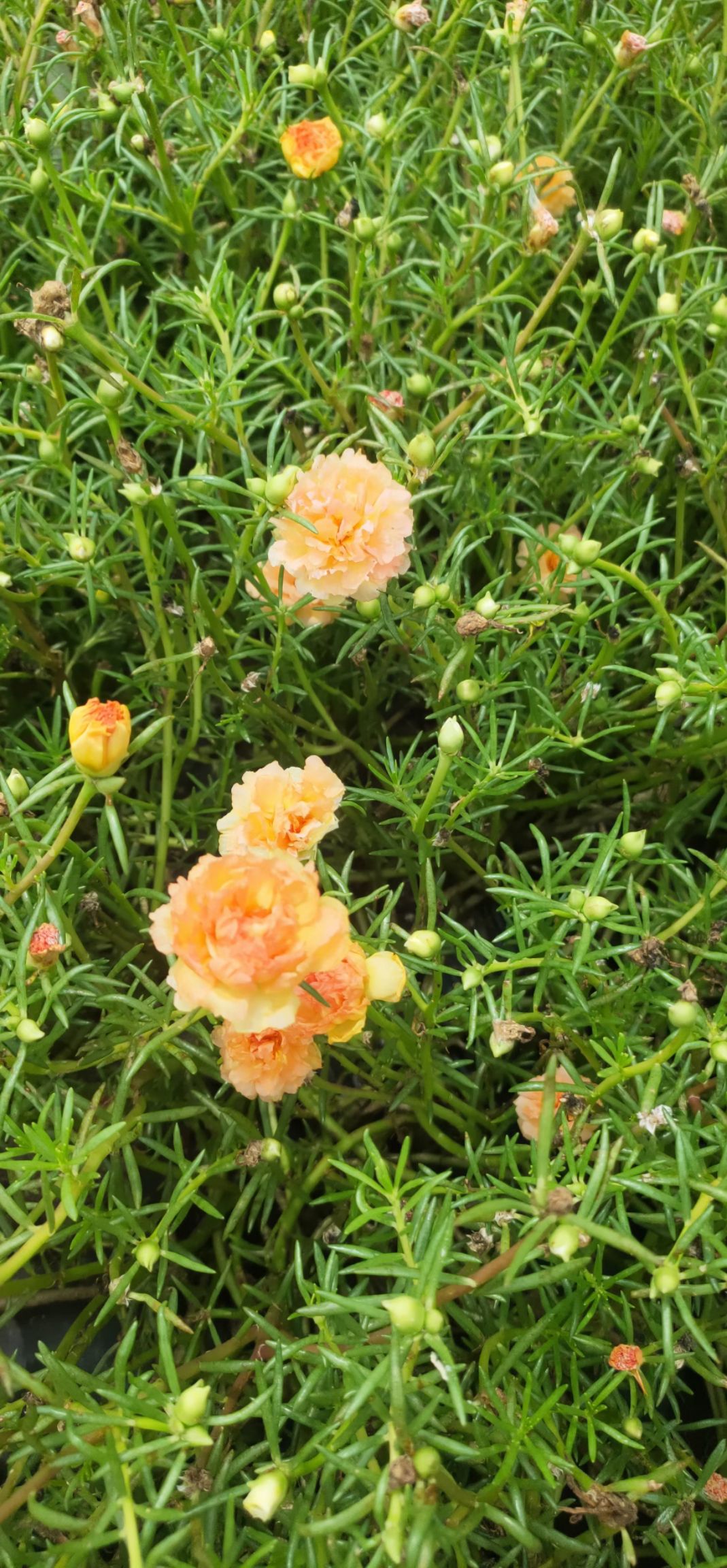 太阳花锦 种植基地直发接批发零售，常年供应，25个混色太阳花