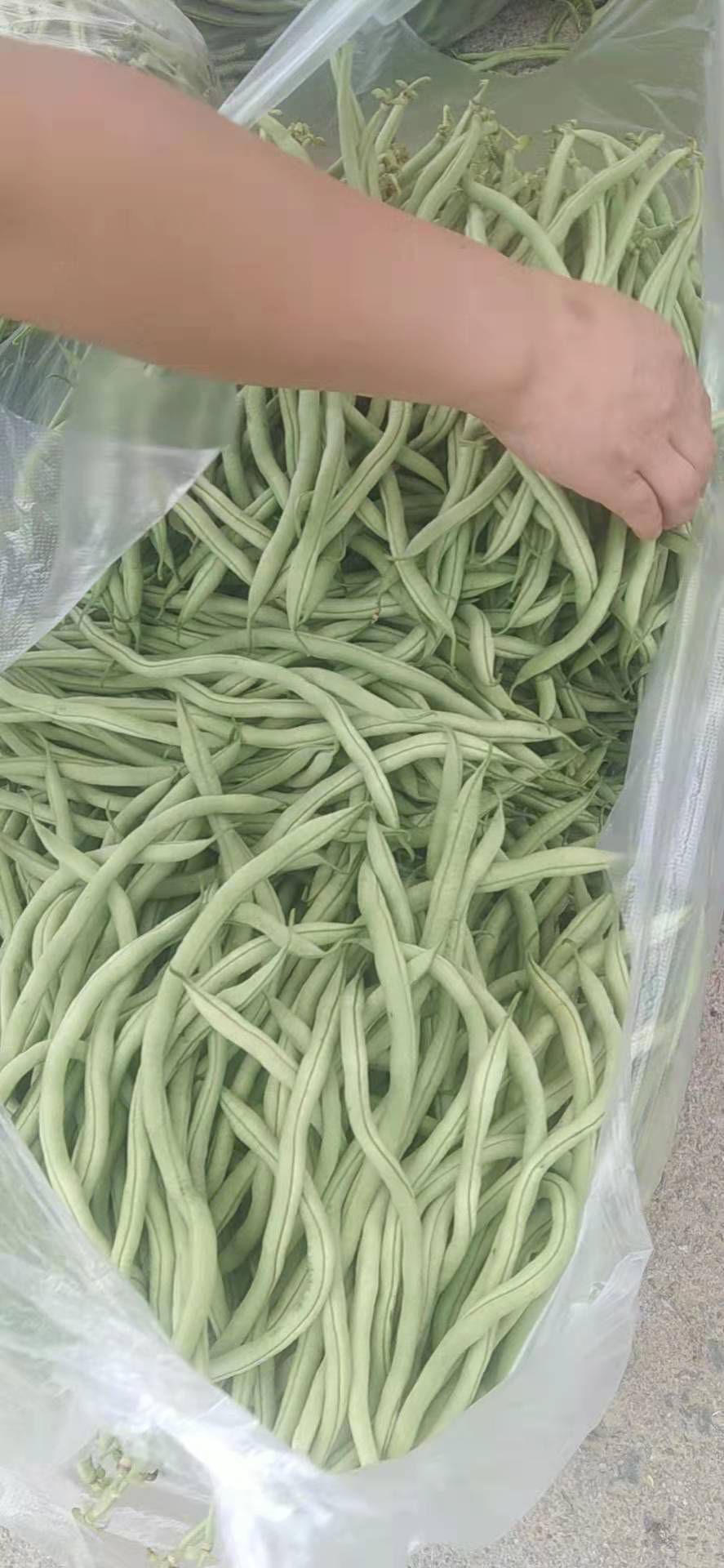无筋四季豆 无筋豆